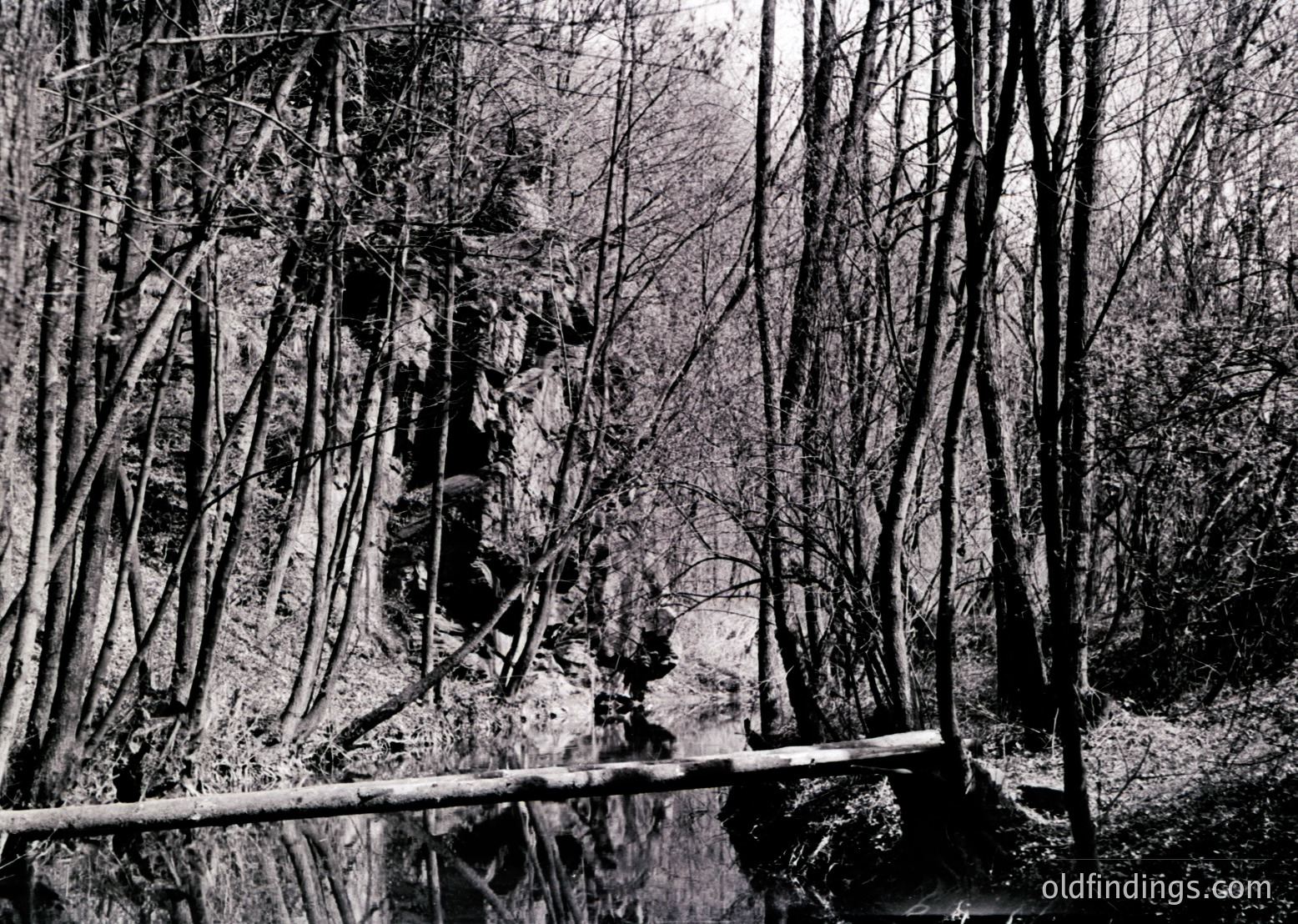 High-contrast black-and-white forest scene featuring leafless deciduous trees framing a narrow, rocky stream. The composition highlights winter or early spring textures—bare branches, moss-covered rocks, and shallow water.