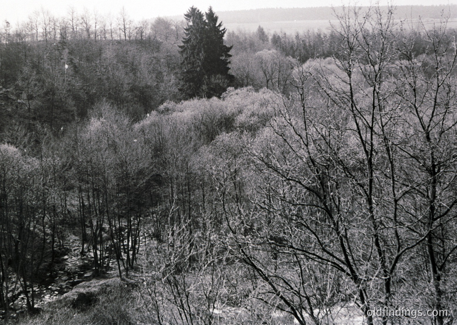 Barren winter forest with skeletal trees and a winding stream, captured in monochrome. Dense foliage contrasts with leafless branches, highlighting texture and depth. Likely early 20th-century European landscape photography.