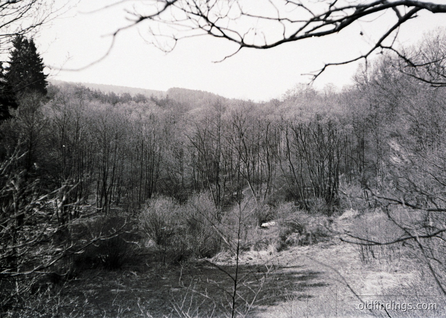 Barren winter forest landscape with snow-covered ground and skeletal trees framing the scene. Monochrome black-and-white composition highlights texture and light contrast.
