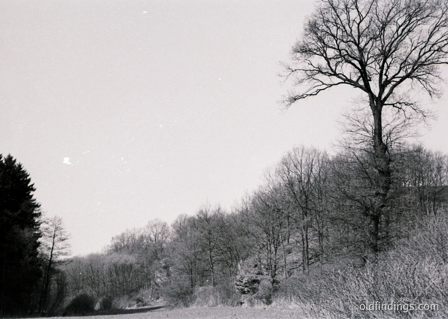 Black-and-white forest scene with leafless trees lining a winding road, likely autumn/winter. Dense foliage frames a misty horizon, enhancing atmospheric depth.