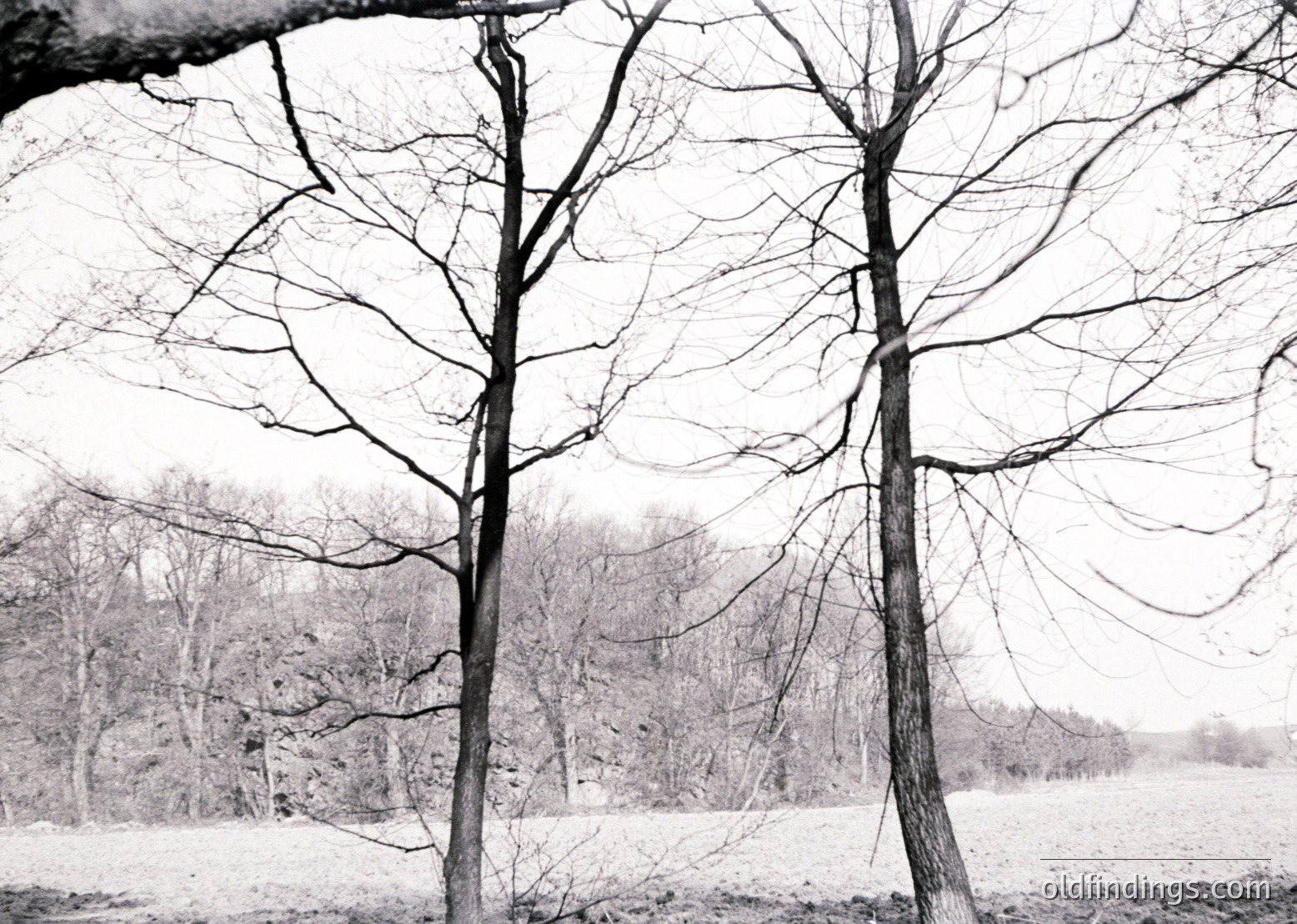 Winter forest scene with snow-laden bare trees and misty horizon. Monochrome black-and-white composition highlights skeletal branches and soft light. Evokes quiet solitude and seasonal transition.