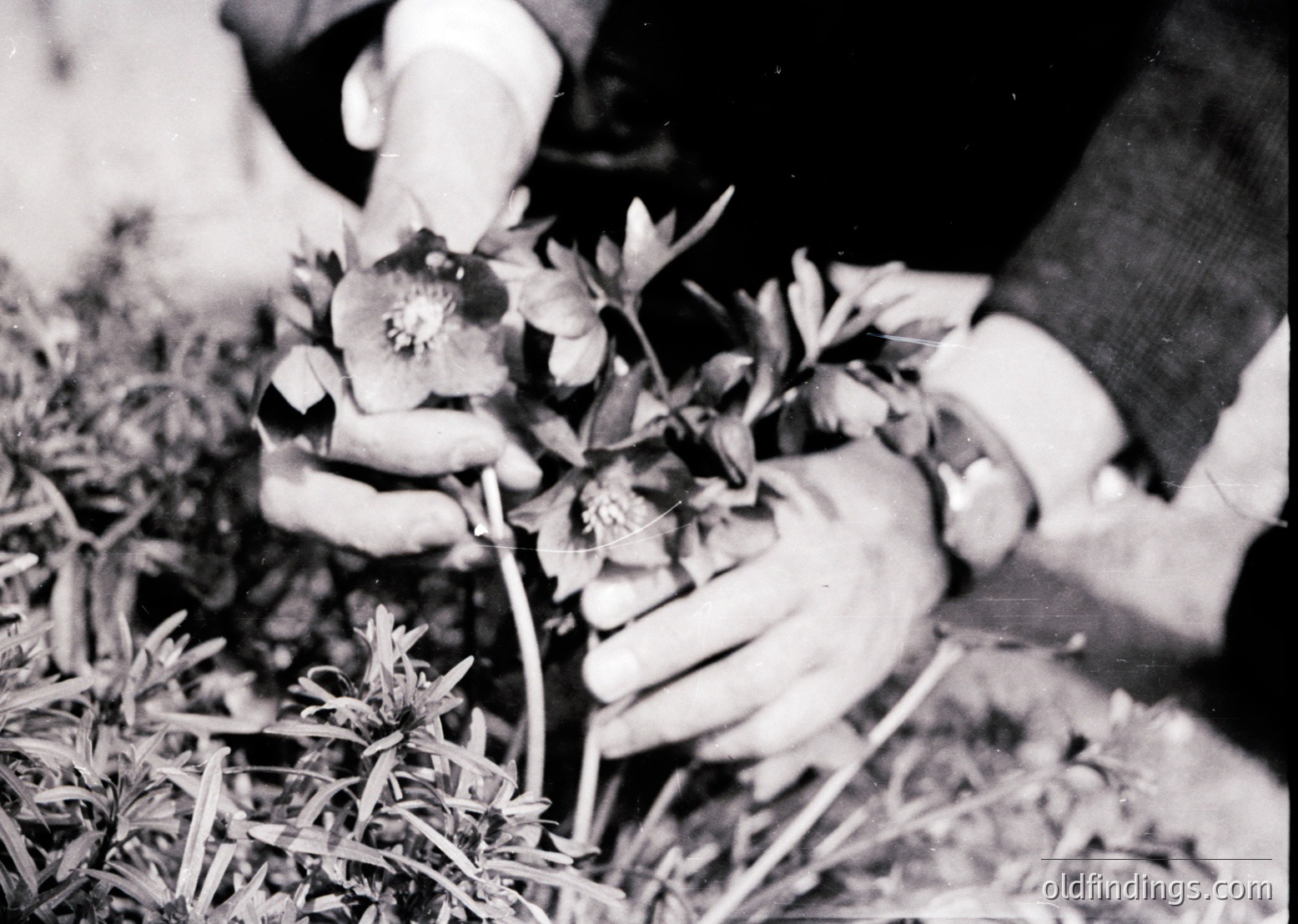 Black-and-white close-up of hands carefully arranging small white/pink flowers in a loose bouquet, likely tulips or hyacinths. Soil and stems visible, suggesting recent harvest or garden work. Mid-20th century styling hints at vintage gardening practices.