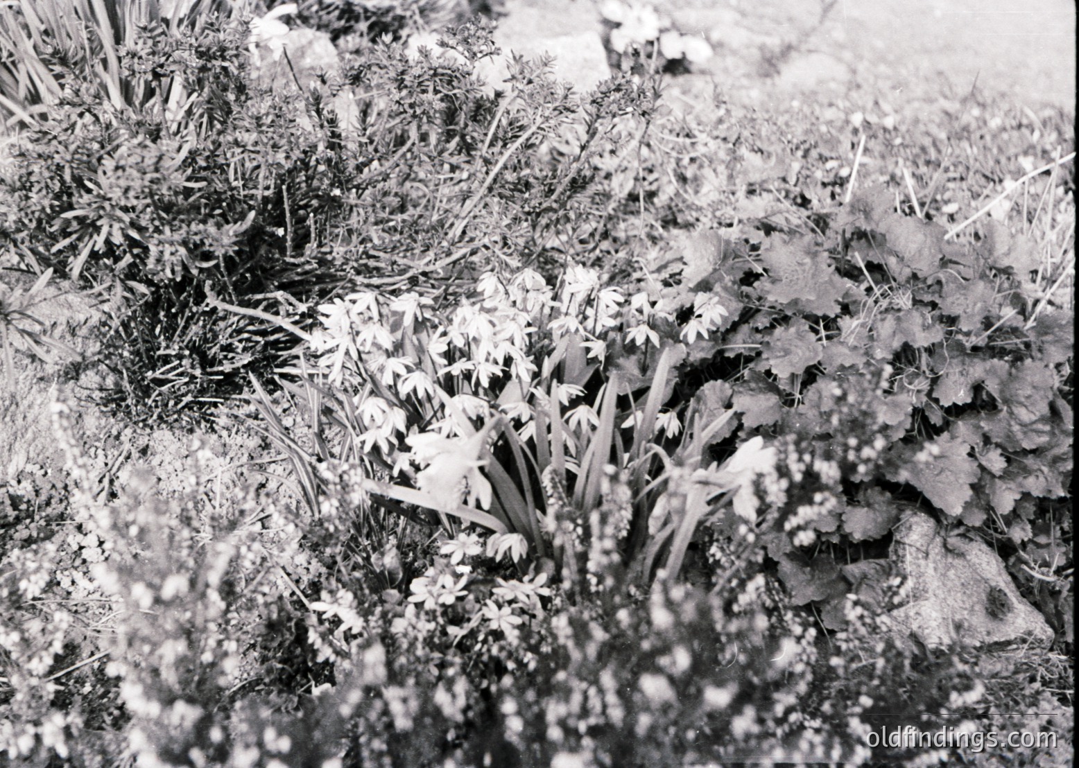Early 20th-century black-and-white close-up of frost-covered vegetation, likely winter wheat or barley. Crisp, delicate ice crystals form intricate patterns on stalks and leaves, suggesting a cold, still morning. The texture and composition evoke rural agricultural landscapes.