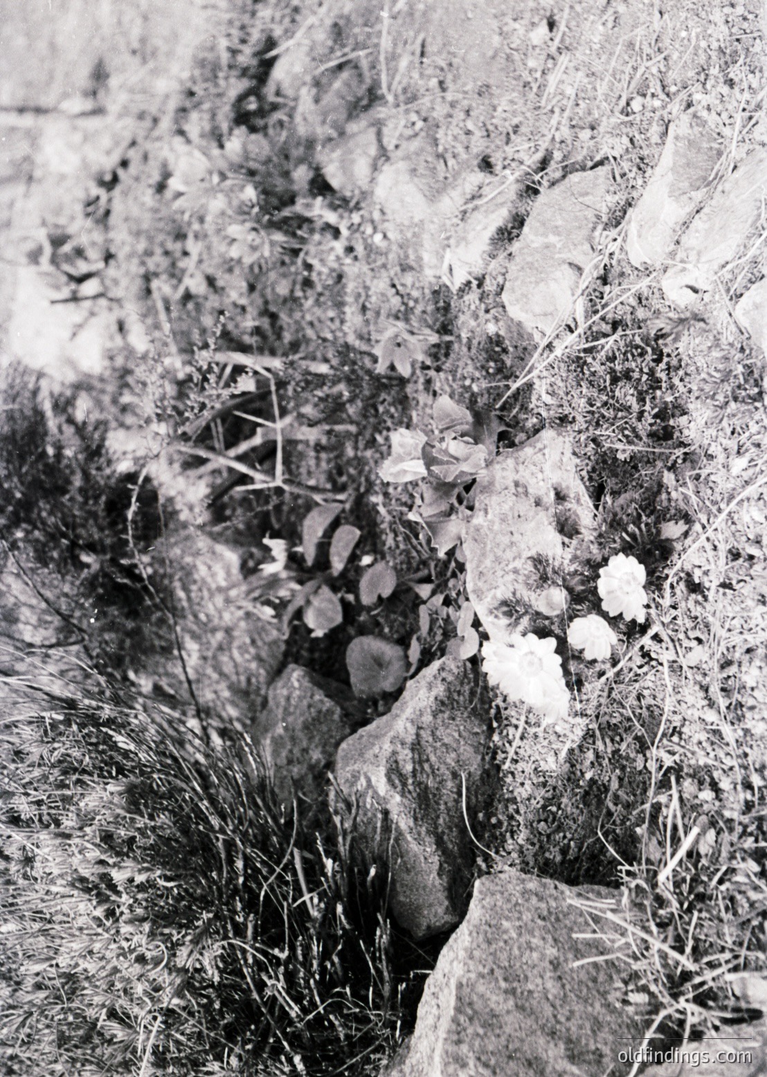Close-up of a rugged, weathered rock formation partially covered in dry grass and wildflowers, likely a Mediterranean or alpine region. The texture of the stone contrasts with delicate blooms and sparse vegetation.