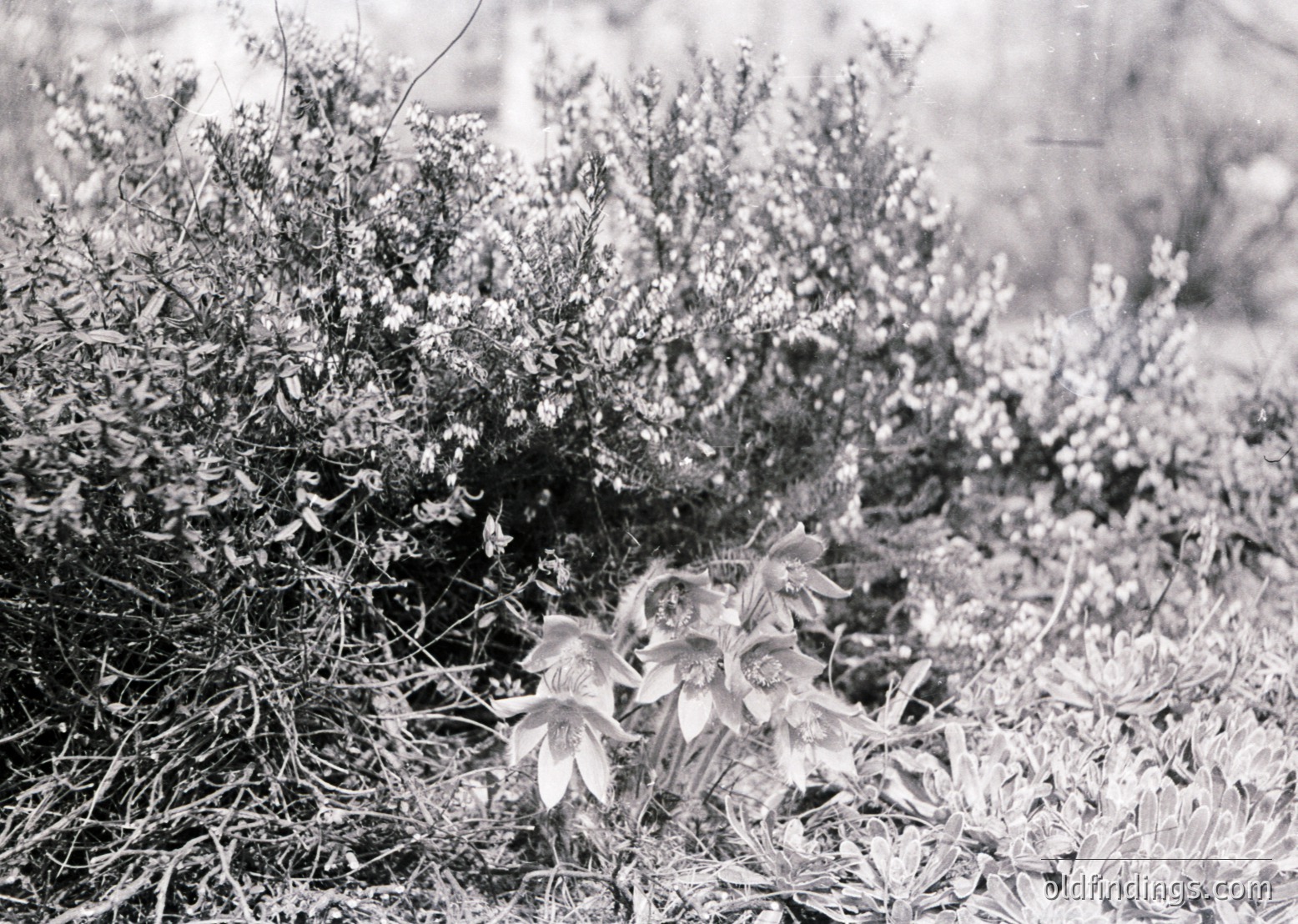 Black-and-white close-up of wildflowers and dense shrubbery in a natural setting. Prominent white blooms with layered petals contrast against tangled greenery and dry grass. Likely early 20th century botanical or landscape photography.