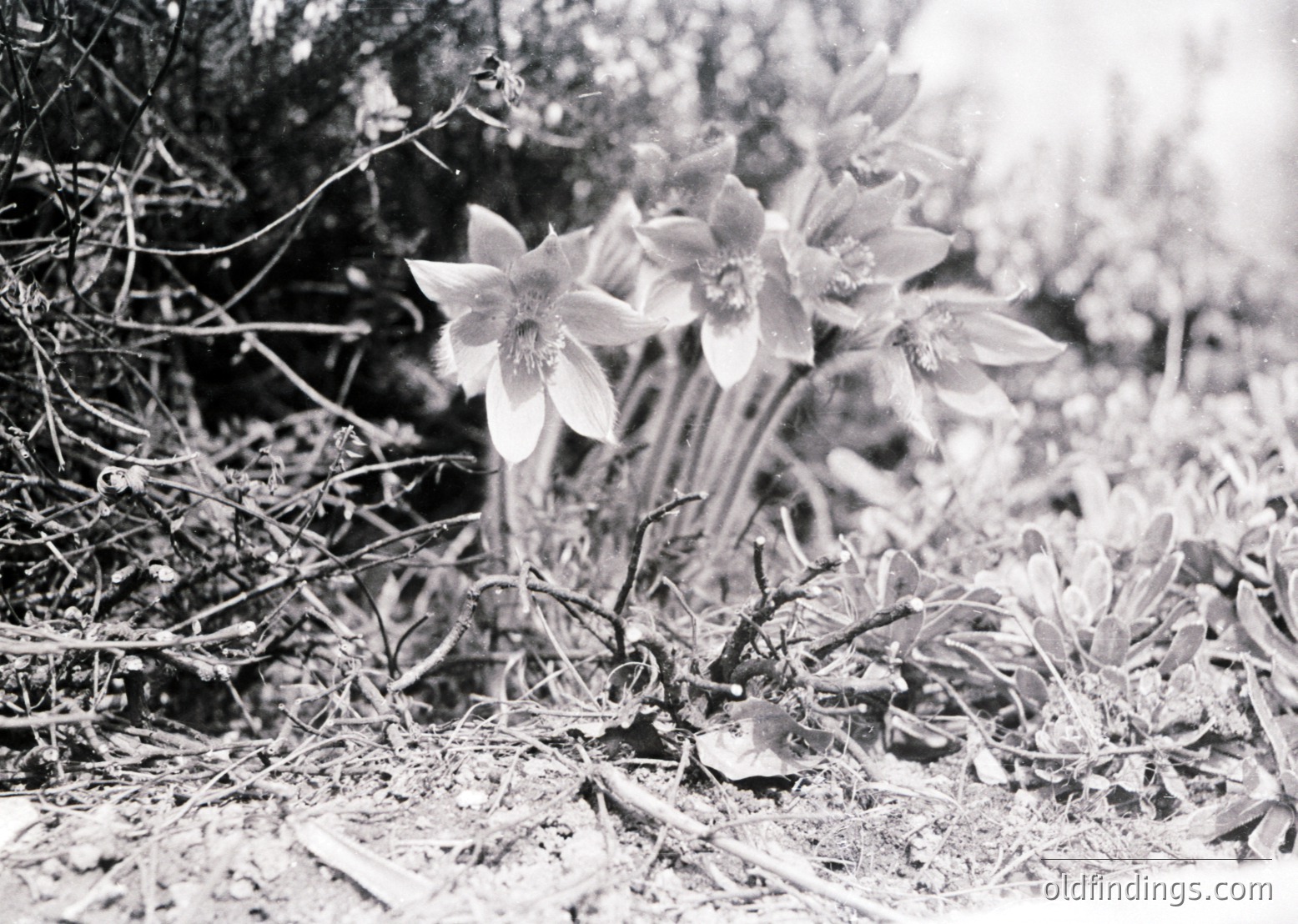 Vintage black-and-white close-up of delicate alpine flowers in natural habitat, likely *Edelweiss* (Leontopodium). Dry, rocky terrain and sparse vegetation frame the blooms, emphasizing texture and contrast. Likely captured in the European Alps or similar high-altitude regions. Ideal for botanical studies, vintage aesthetics, or nature-inspired design.