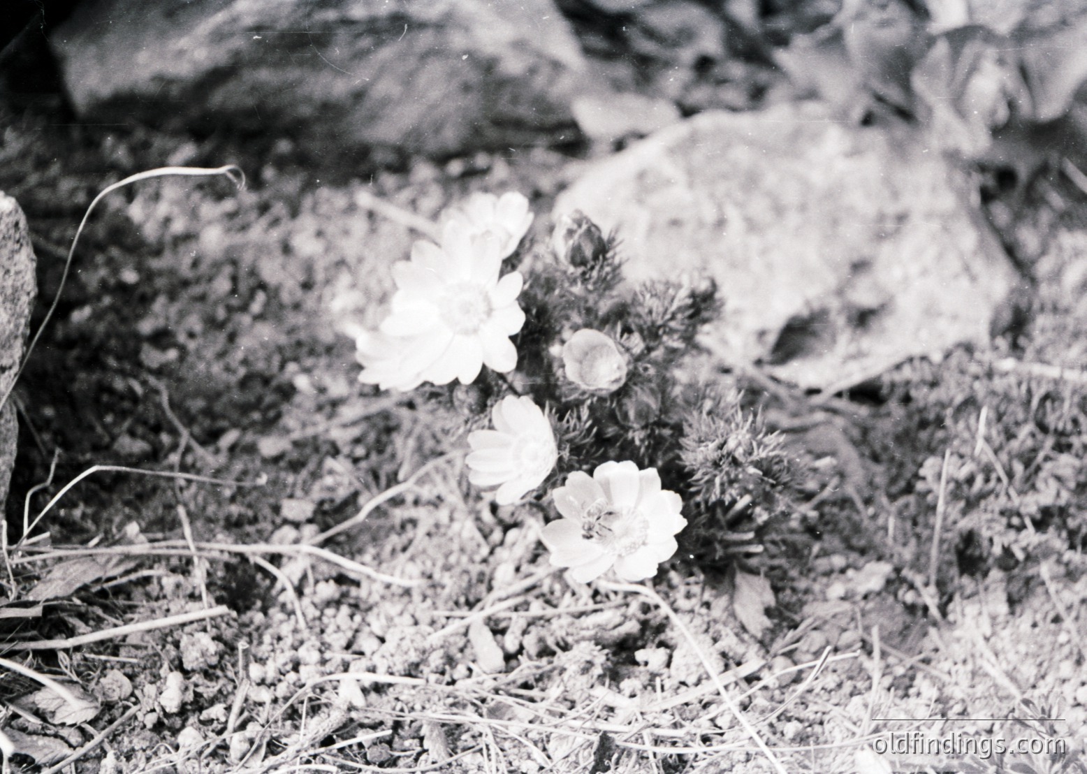 Black-and-white close-up of delicate wildflowers in a rocky, dry terrain. Likely mid-20th century due to grainy texture.