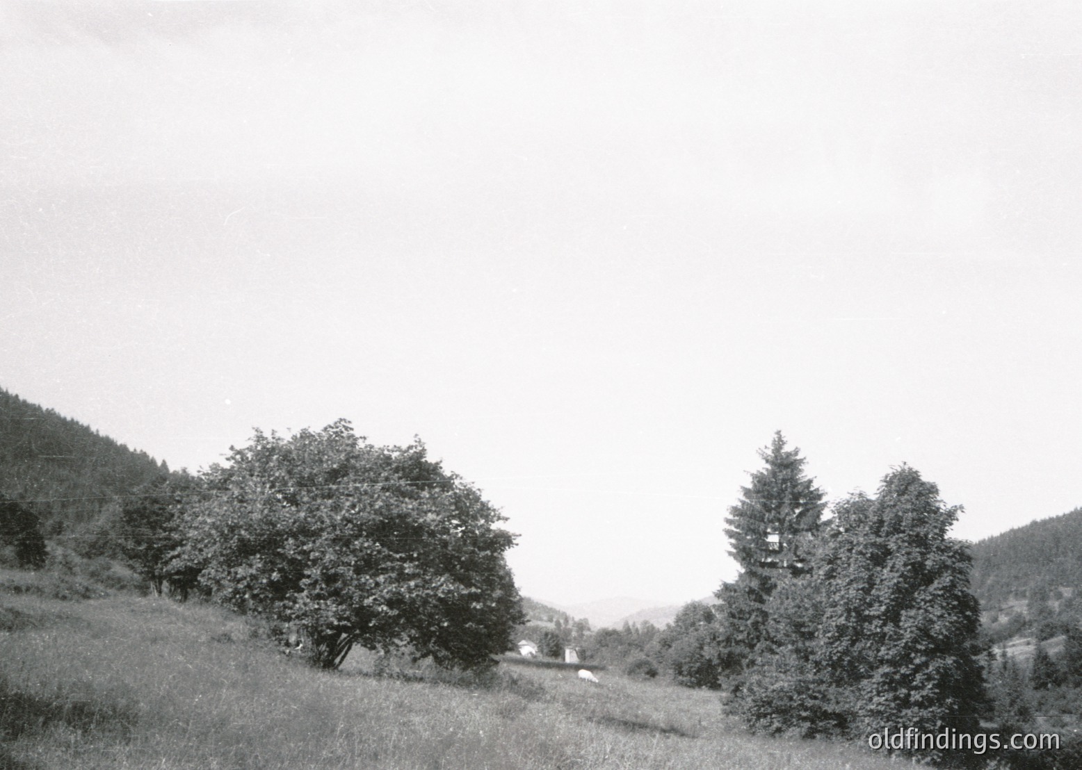 Mid-20th century black-and-white landscape featuring rolling hills, dense coniferous and deciduous trees, and a distant farmhouse. The composition captures serene rural scenery, likely European alpine or forested region.