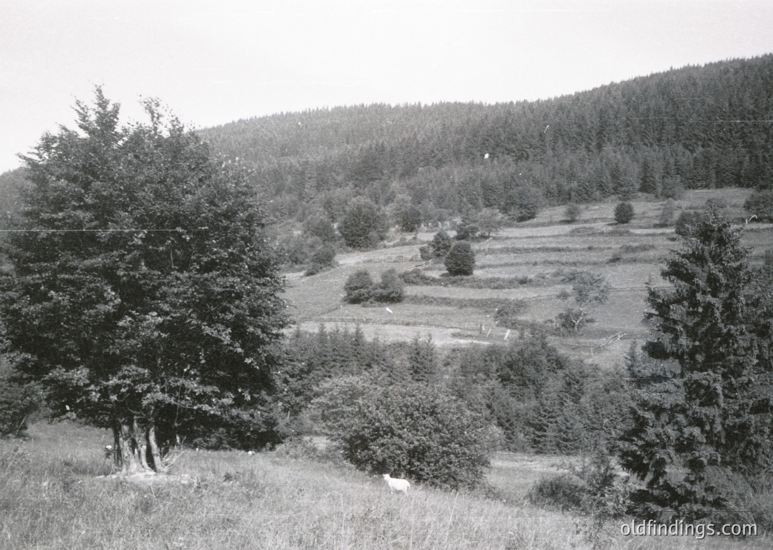 Rural landscape featuring terraced fields and dense forestry, likely for agricultural or erosion control. Black-and-white monochrome suggests vintage or archival origin. Rolling hills and scattered trees frame the scene, indicating a temperate climate. Potential historical context: mid-20th century farming practices.
