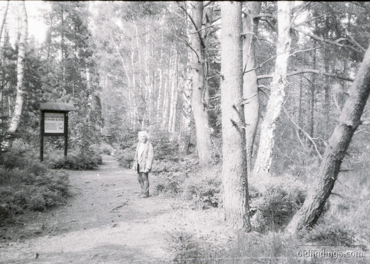 Vintage black-and-white forest trail photo featuring a lone individual in period attire, standing near a wooden signpost with partially legible text. Dense birch trees line the dirt path, suggesting a northern or temperate climate. Likely early-to-mid 20th century.