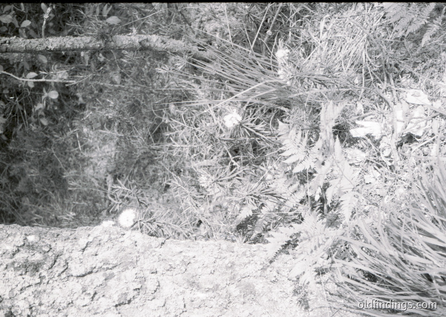 Close-up of a vintage black-and-white photo showing a dense, tangled mass of dried reeds or grasses, likely harvested or cut. The fibrous texture and natural light suggest an agricultural or craft context, possibly for thatching or weaving. The composition highlights organic material and manual labor.