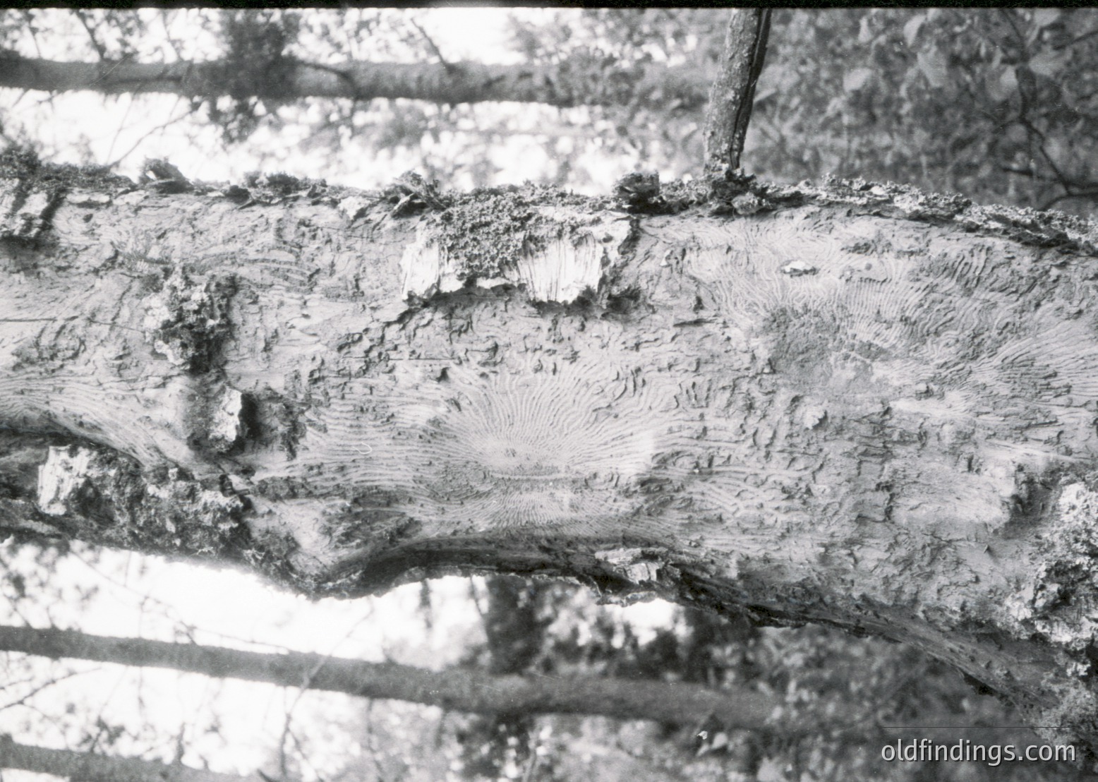 Close-up of weathered wooden beam showing severe termite damage and structural decay. Distinctive hollowed grooves and fragmented wood fibers indicate advanced infestation. Likely from mid-20th century construction or agricultural setting.