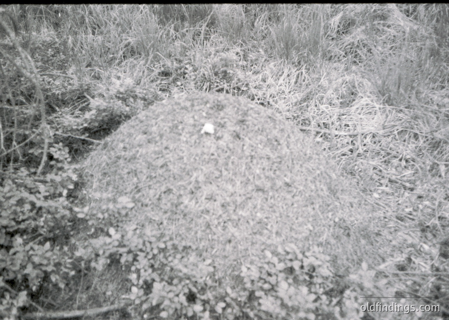 Vintage black-and-white photo of a small, elevated mound of sand or soil with sparse vegetation, likely a termite nest or ant hill. Dry grass and twigs surround the structure, suggesting an arid or semi-arid environment. Composition resembles early 20th-century nature documentation.