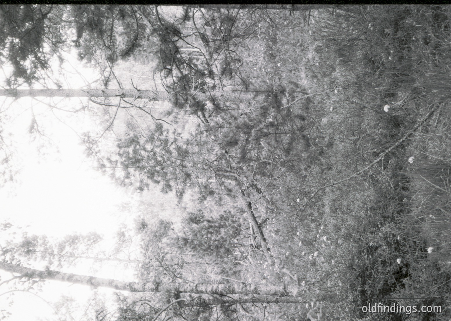 Vintage black-and-white aerial view of a dense, tree-lined landscape with irregular, patchy cloud cover. Branches and foliage create intricate patterns against the sky. Likely mid-20th century due to grainy texture and limited detail.