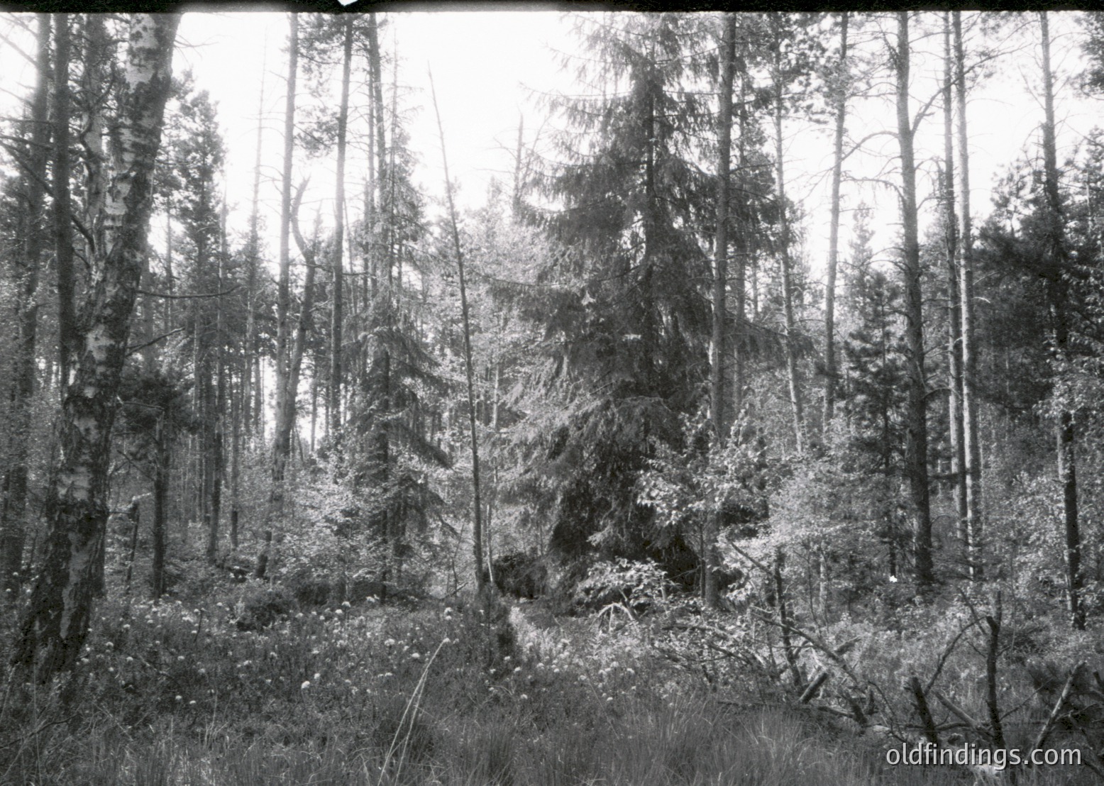 Dense coniferous forest with tall, slender trees and sparse undergrowth, captured in early 20th-century black-and-white. Light filtering through foliage creates dramatic shadows.