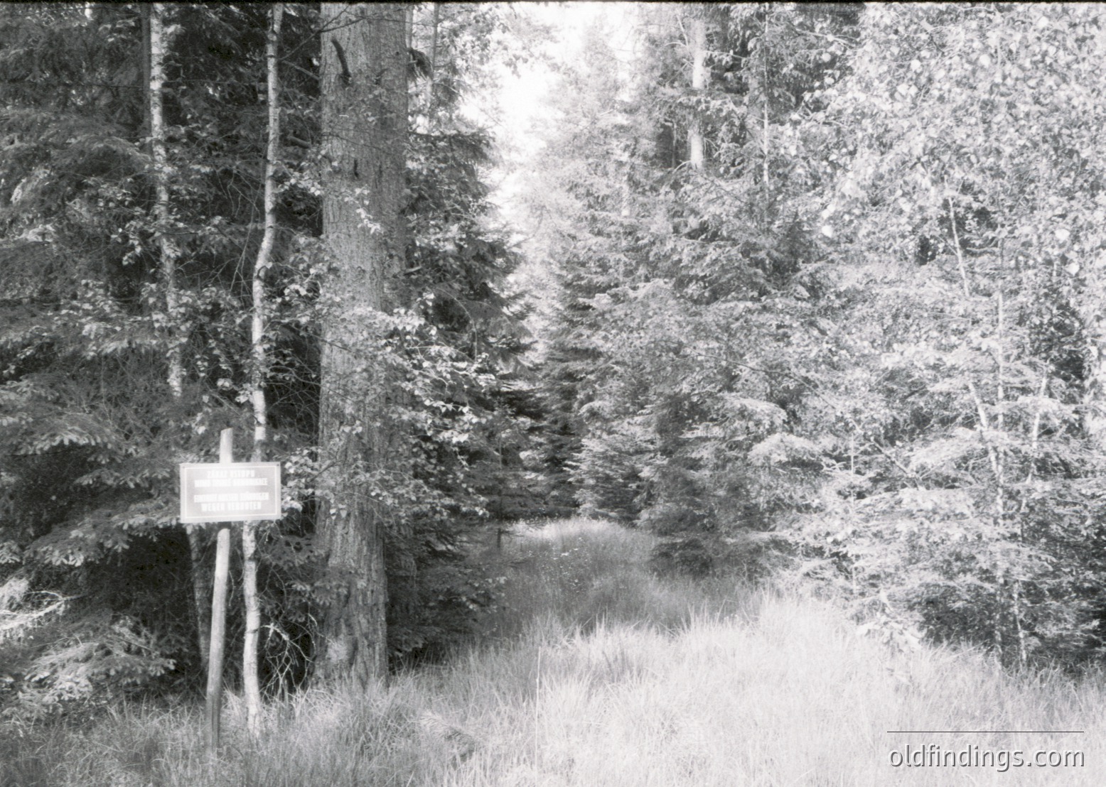 Forest path bordered by dense conifers and rocky terrain, leading toward a blurred distant point. Handwritten signpost on left reads "Pozor" (Czech/Slovak for "Caution") with unclear text below. High-contrast black-and-white composition suggests vintage or archival quality. Likely Eastern European forest trail, 20th century.