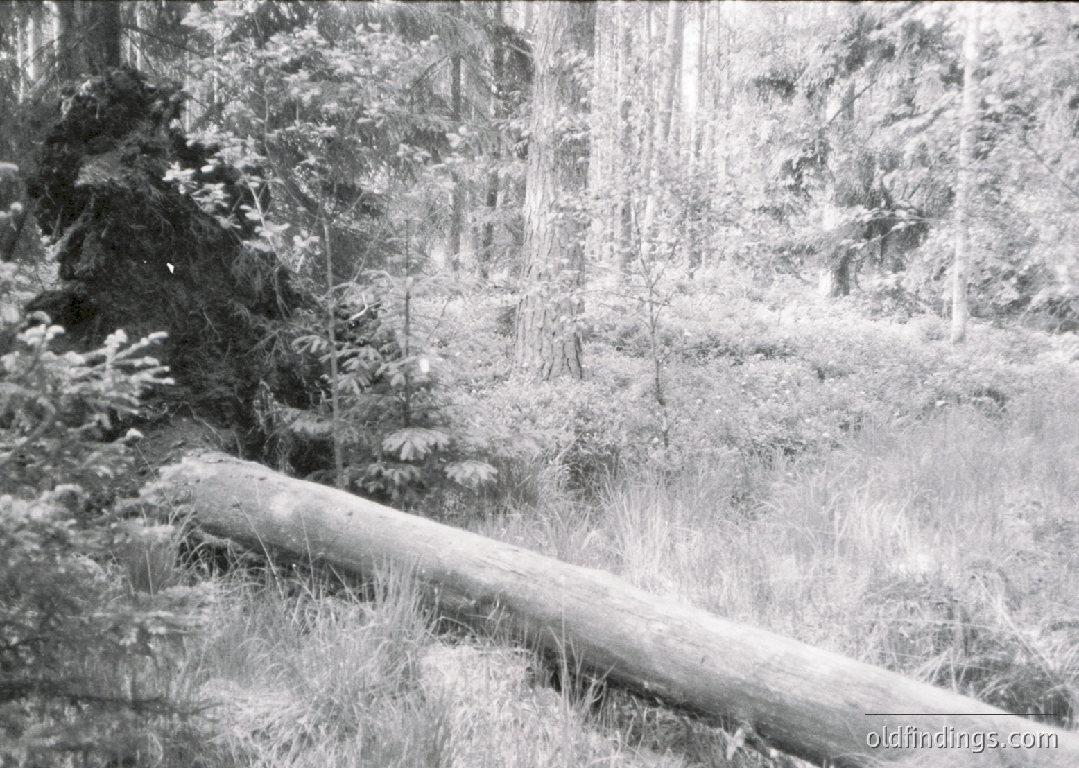 Vintage black-and-white forest scene featuring a fallen tree trunk in foreground, dense coniferous trees, and dappled sunlight filtering through foliage. Likely mid-20th century European forestry or wilderness area.