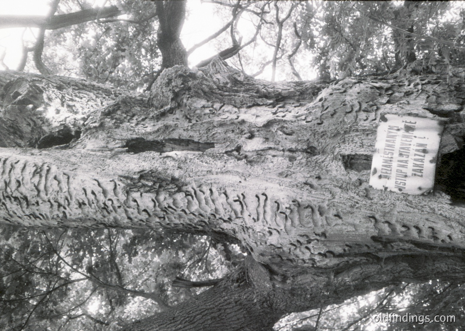 Close-up of weathered, twisted tree trunk with intricate bark patterns and a tattered label reading "Kodak" in the upper right. Likely a vintage nature or forest study from the 20th century.