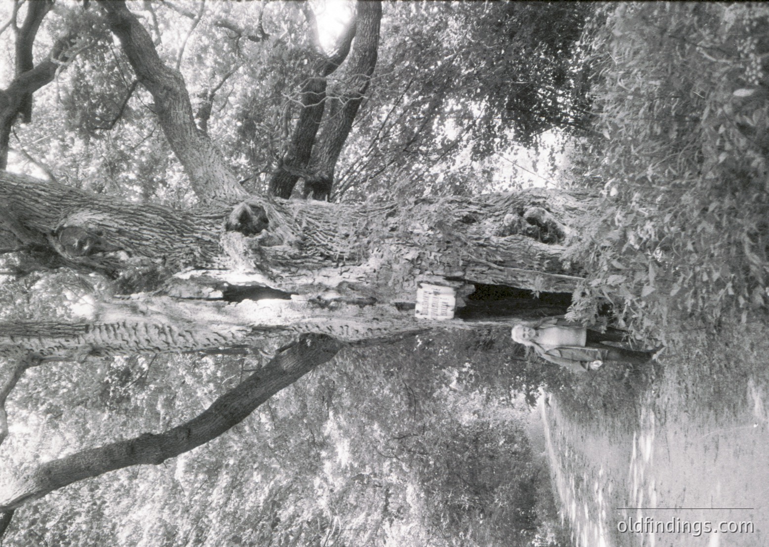 Vintage black-and-white photo of a person descending a narrow, wooden ladder into a dark, earthen tunnel. Overgrown foliage frames the entrance, suggesting a rural or abandoned setting. Mid-20th century mining or agricultural access point.