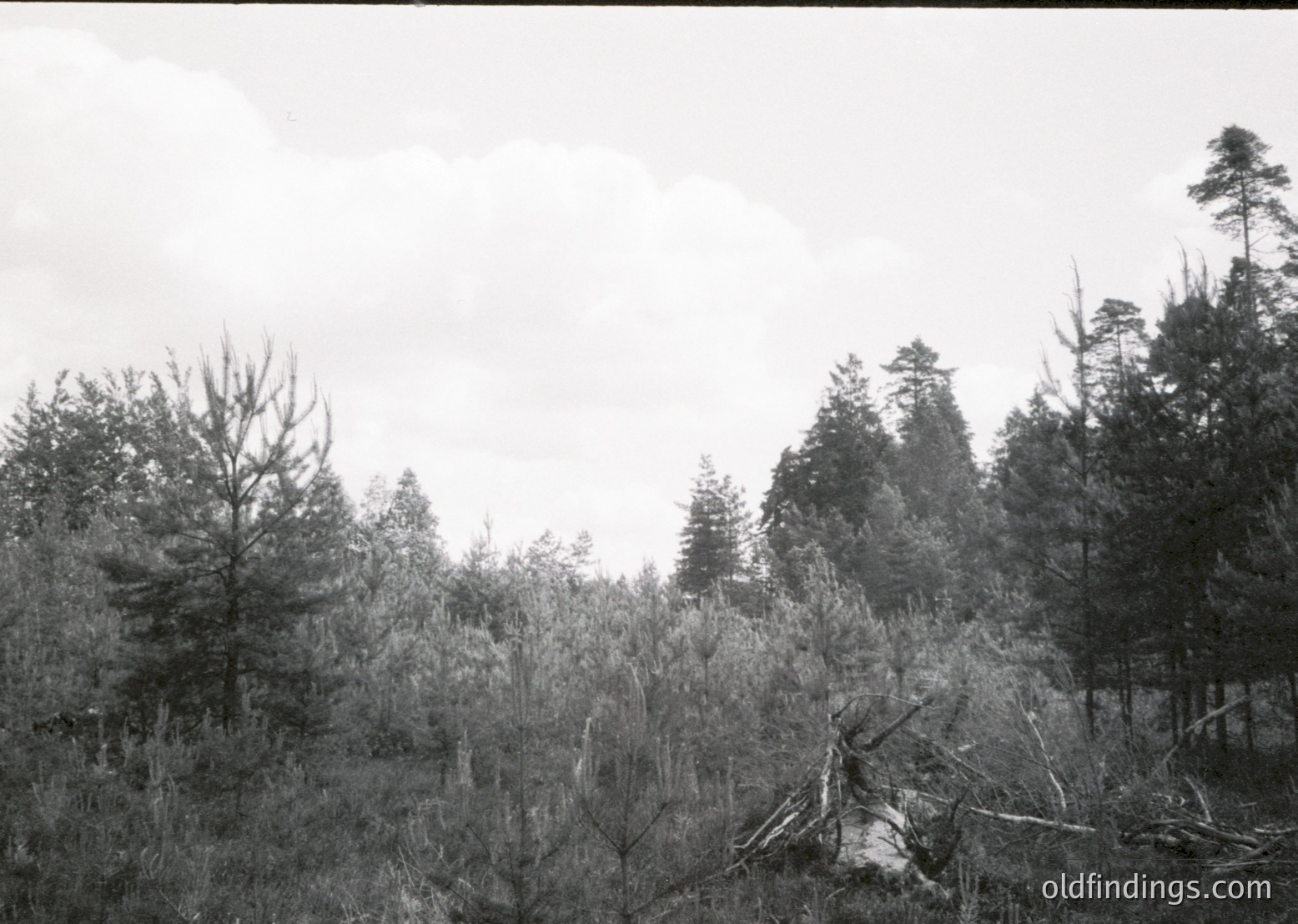 Black-and-white forest scene showing dense coniferous trees with sparse underbrush. Overcast sky suggests early 20th-century photographic style. Likely European temperate forest due to tree species.