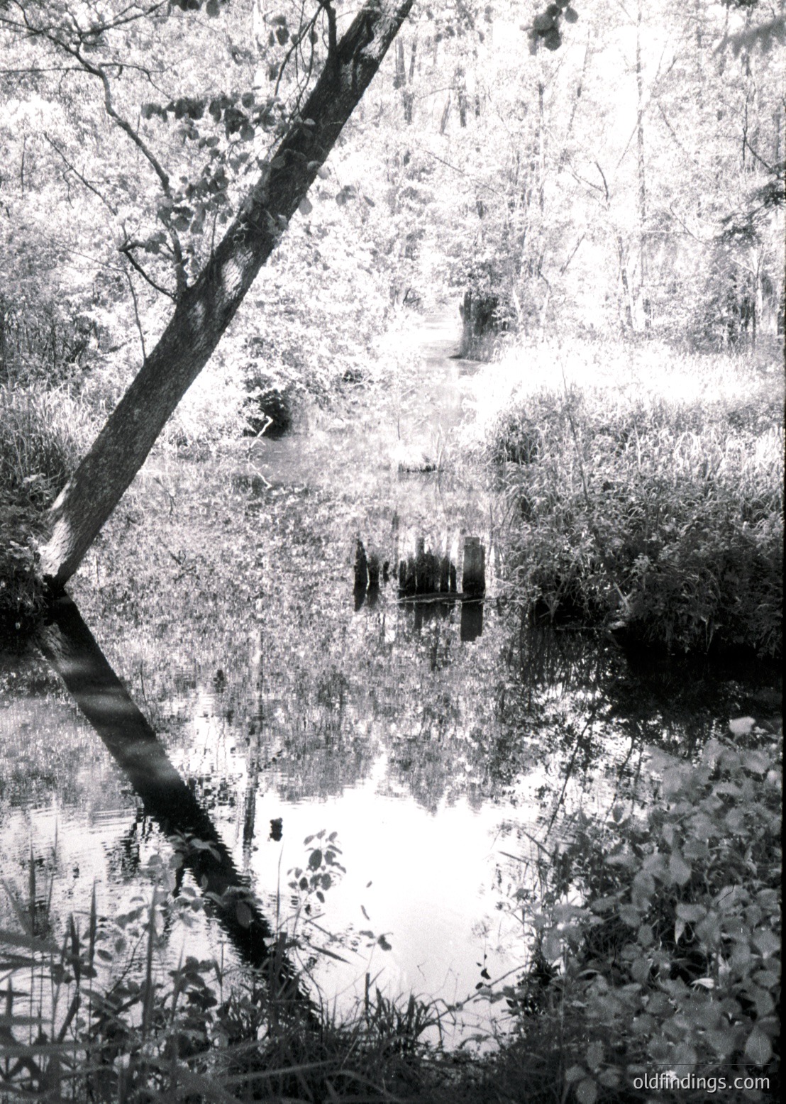 Symmetrical reflection of trees and foliage in a shallow pond, framed by branches. Black-and-white composition highlights natural symmetry and light play. Ideal for nature photography, design inspiration, or vintage aesthetic references.