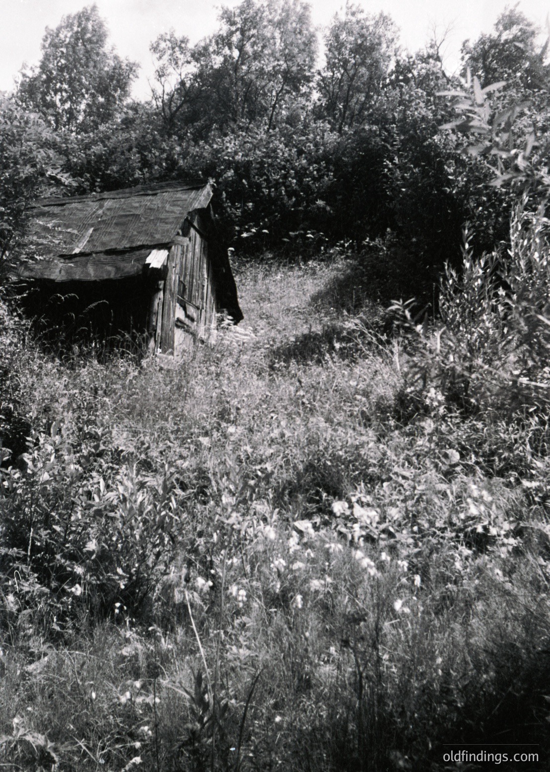 Rustic wooden cabin nestled in dense foliage, surrounded by overgrown vegetation and trees. Likely rural, mid-20th century architecture with weathered planks and a sloped roof. Evokes historical rural living or abandoned homesteads.