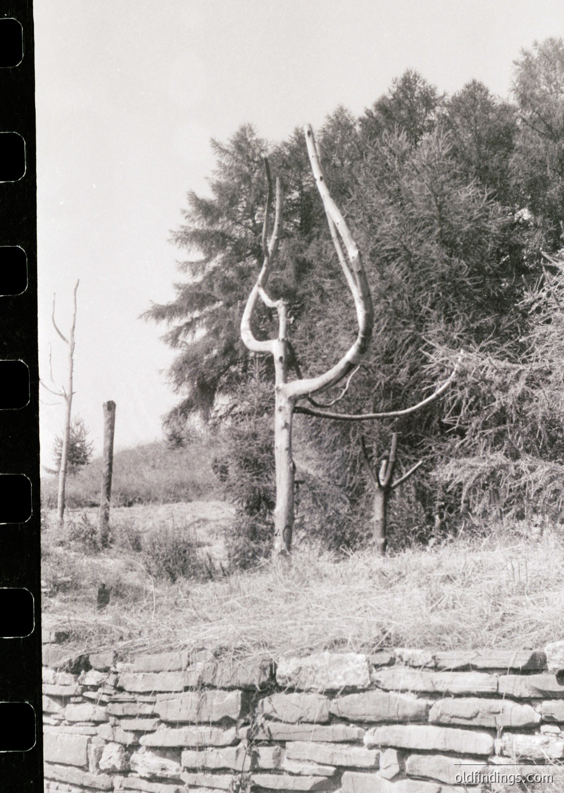 Vintage black-and-white photo of a large, rusted metal scythe leaning against a tree stump in a rural setting. Stone wall and overgrown foliage suggest agricultural abandonment. Likely mid-20th century farm equipment.