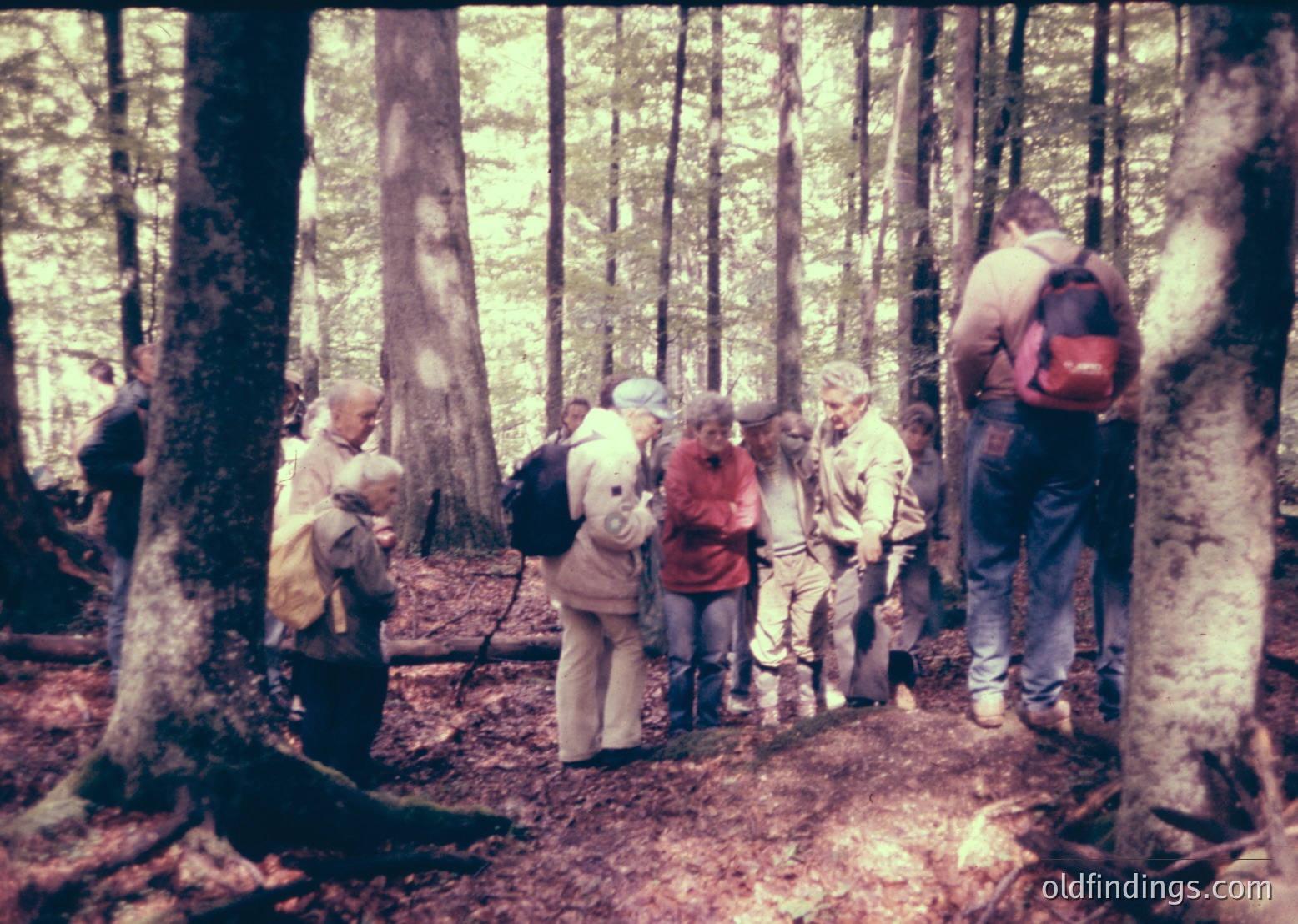 Vintage group hiking in dense forest, 1970s-era attire with backpacks and casual wear. Tall, mature trees frame the scene, suggesting a temperate woodland trail.