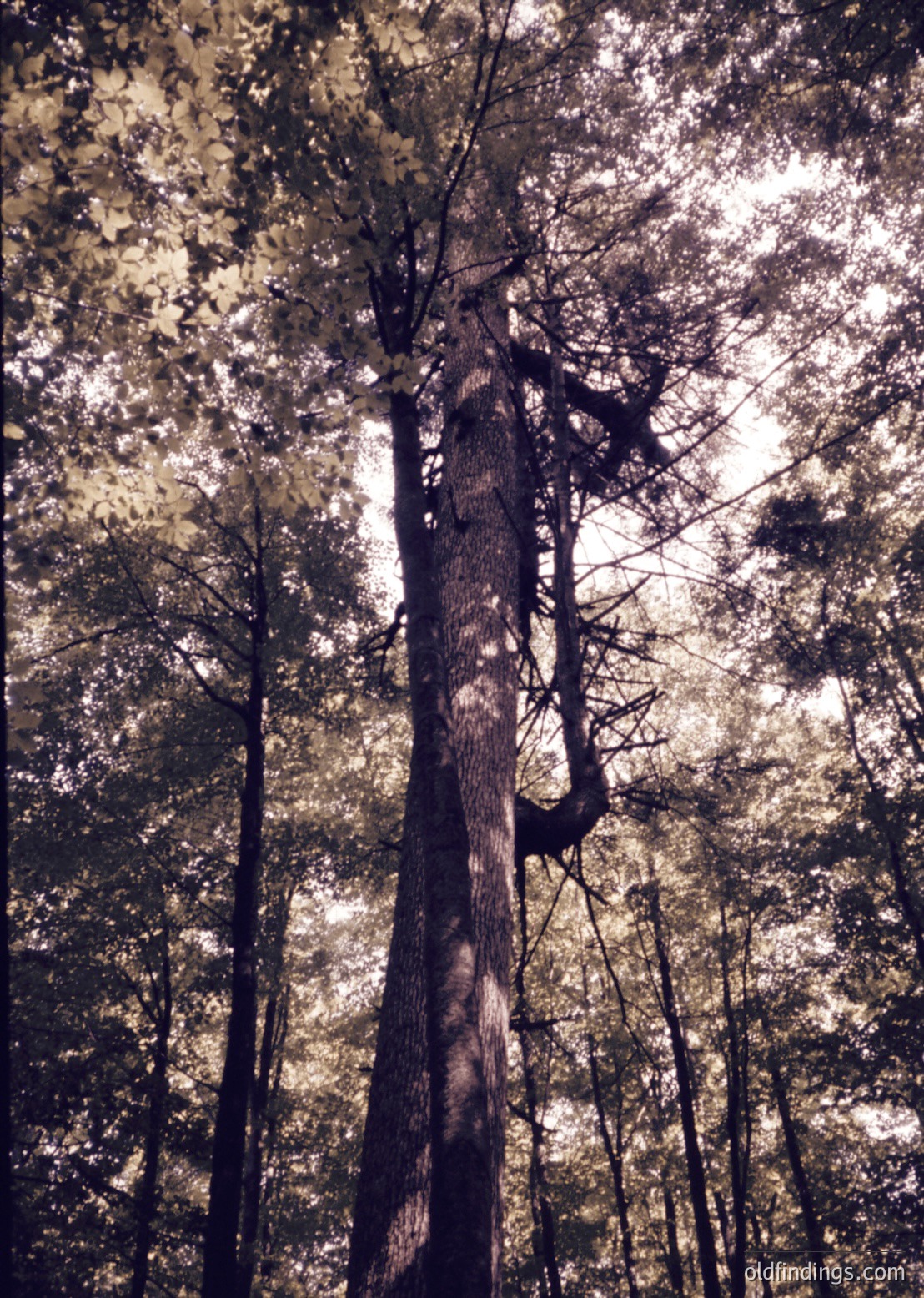 Black-and-white forest canopy shot, emphasizing towering trees with gnarled trunks and sparse autumn foliage. Sunlight filters through gaps, creating dappled light patterns. Timeless natural composition ideal for mood-driven design or environmental studies.