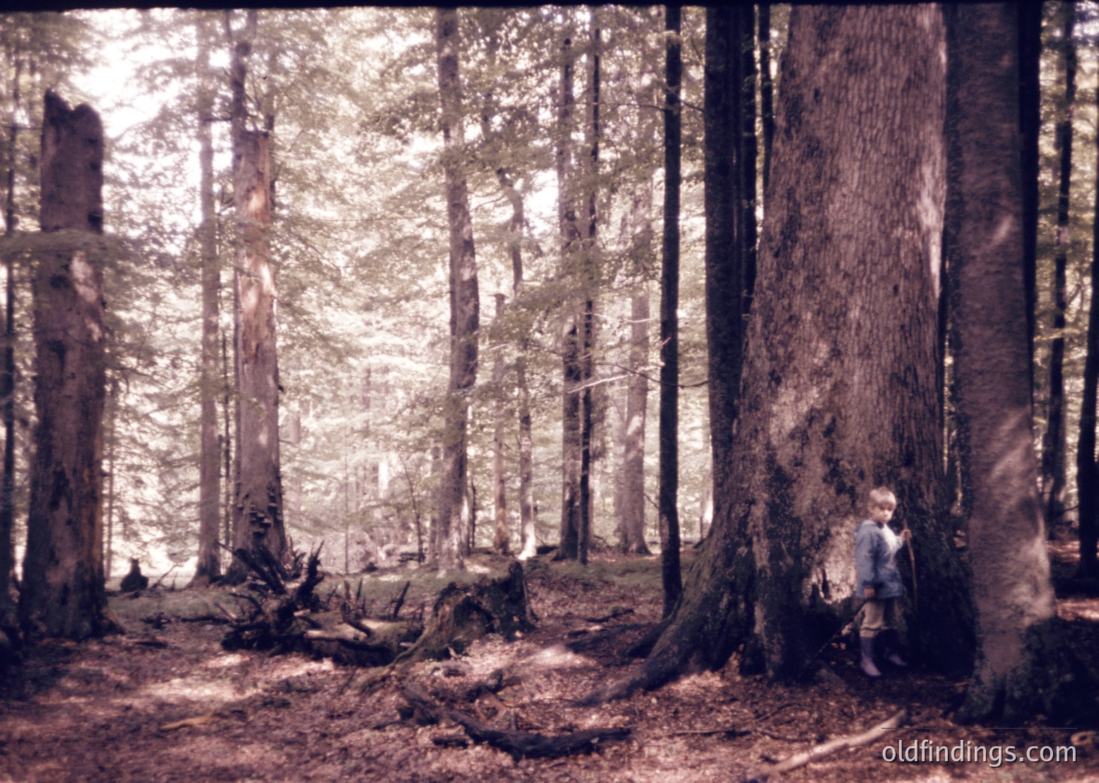 Vintage sepia-toned forest scene featuring a child hugging a massive tree trunk, surrounded by dense coniferous woodland. Sunlight filters through branches, casting dappled light on the forest floor. Likely mid-20th century, evoking nostalgia for nature exploration.