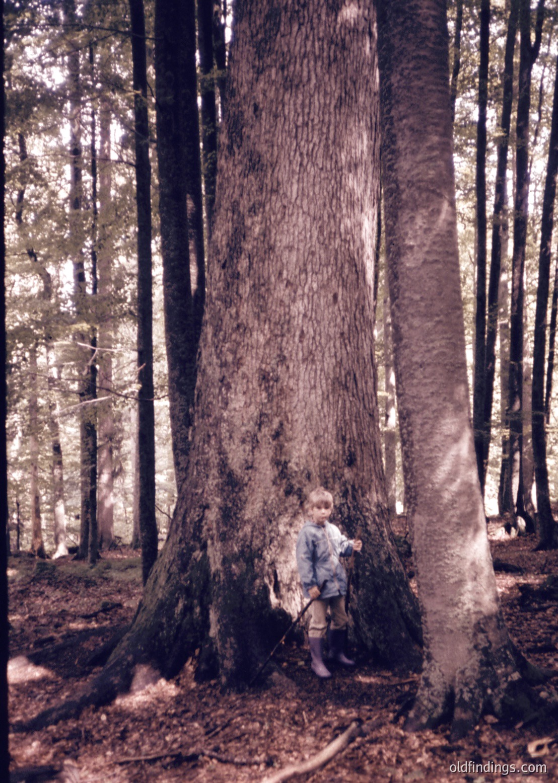 A child in vintage clothing hugs a massive tree trunk in a dense forest, likely late 20th century. Sunlight filters through the canopy, illuminating the forest floor.