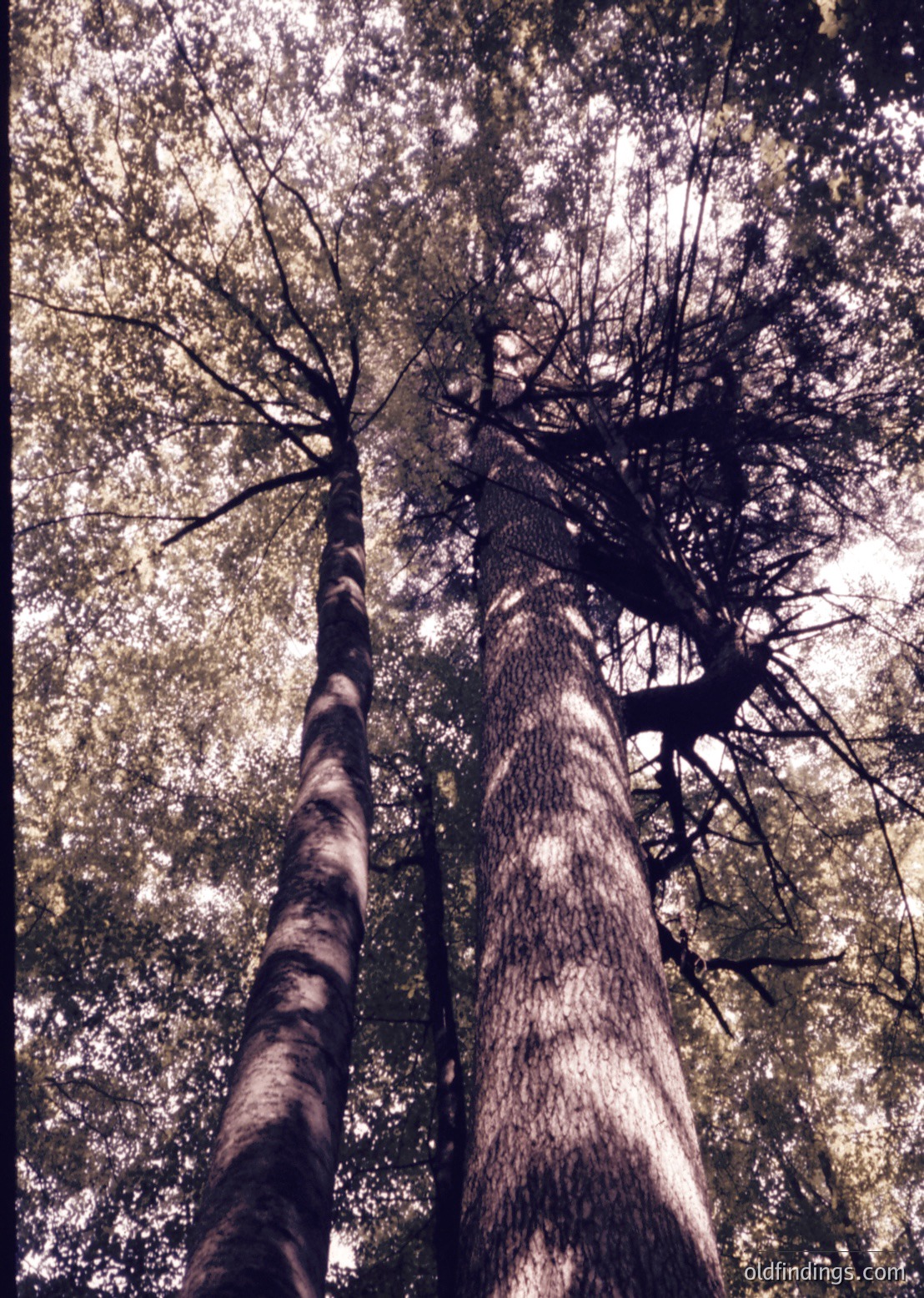 Upward perspective shot of towering deciduous trees in winter, showcasing bare branches and textured bark. Sunlight filters through sparse foliage, creating dappled light patterns on the forest floor.