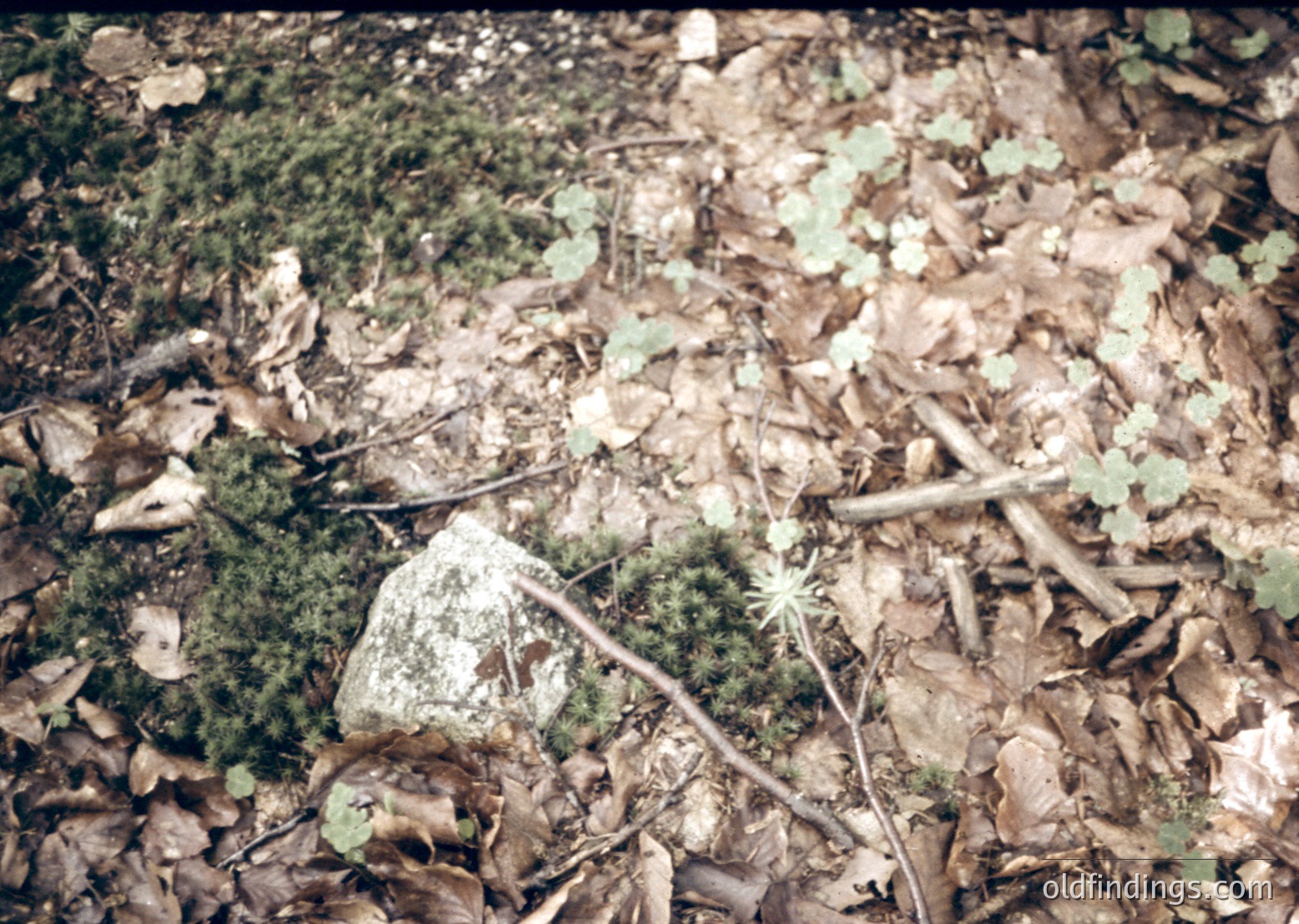 Vintage sepia-toned forest floor with scattered dry leaves, twigs, and moss-covered rocks. Natural light filtering through foliage suggests autumn or early winter. Ideal for vintage nature, historical preservation, or environmental studies.