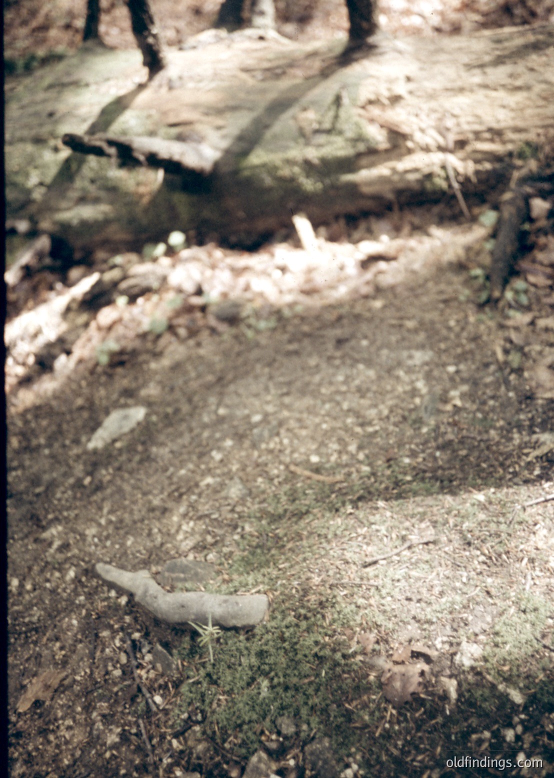 Vintage close-up of a weathered concrete bench with cracked, peeling paint and embedded debris on a forest path. Natural light filters through foliage, casting soft shadows.