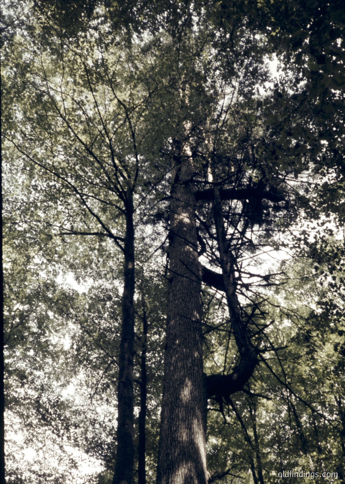 High-angle shot of dense forest canopy with tall, slender trees and dappled sunlight filtering through. Trunk textures and branching patterns dominate the composition.