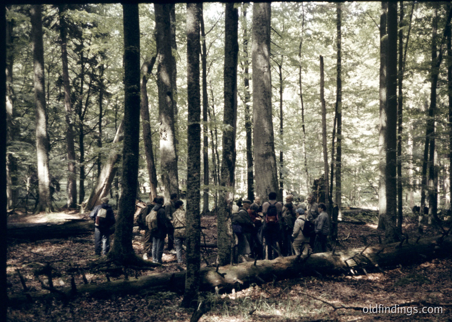 Black-and-white forest scene with a group of hikers navigating a fallen tree trunk. Dense coniferous trees frame the path, creating a tunnel effect. Mid-20th century attire suggests or outdoor recreation. Ideal for nature, adventure, or historical outdoor activity research.