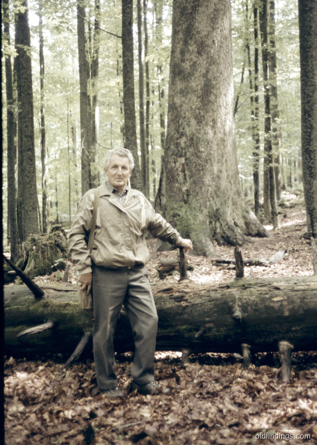 Vintage black-and-white portrait of an elderly man standing on a fallen tree trunk in a dense forest, surrounded by towering pine trees. His attire suggests mid-20th-century outdoor workwear.