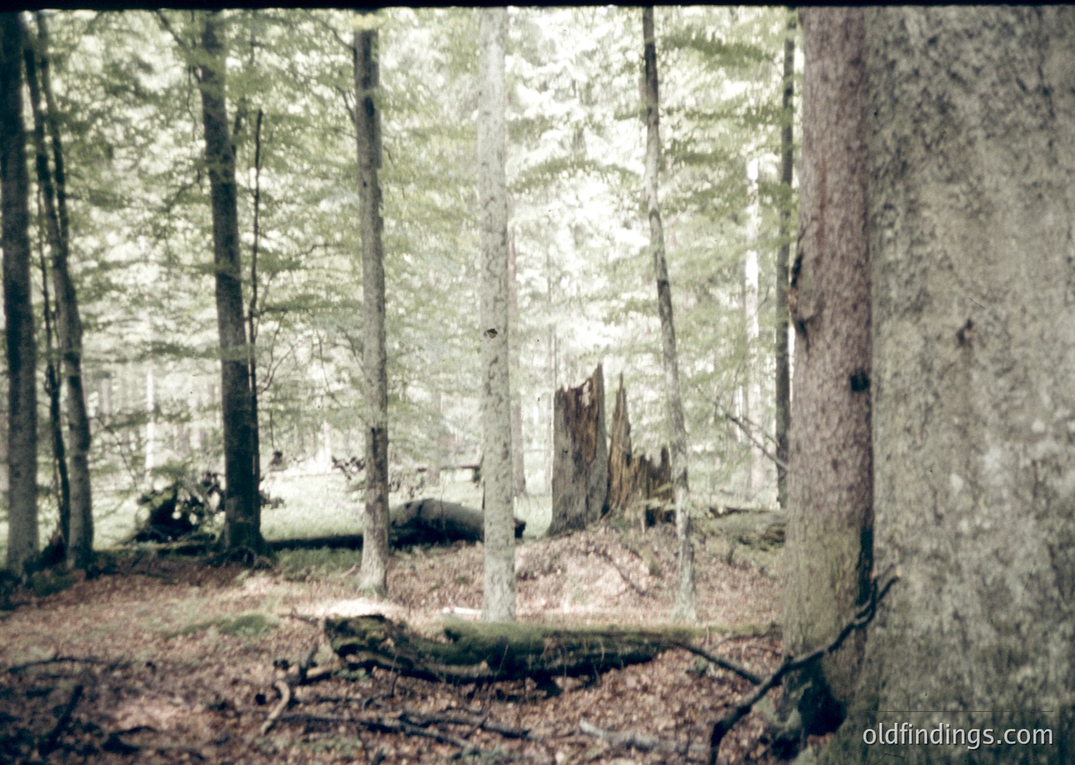 Vintage sepia-toned forest scene with tall, thin trees framing a misty clearing. Sunlight filters through trunks, casting dappled light on forest floor littered with fallen branches. Likely 1970s–1980s analog photography.
