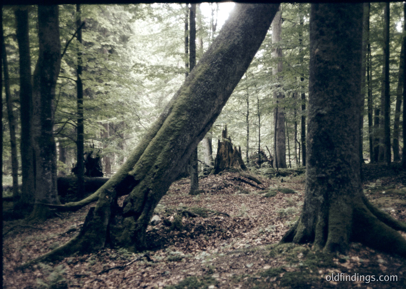 Dense forest glade with towering coniferous trees, fallen logs, and sunlit dappled ground. Sepia-toned vintage aesthetic suggests early-to-mid 20th-century photography.