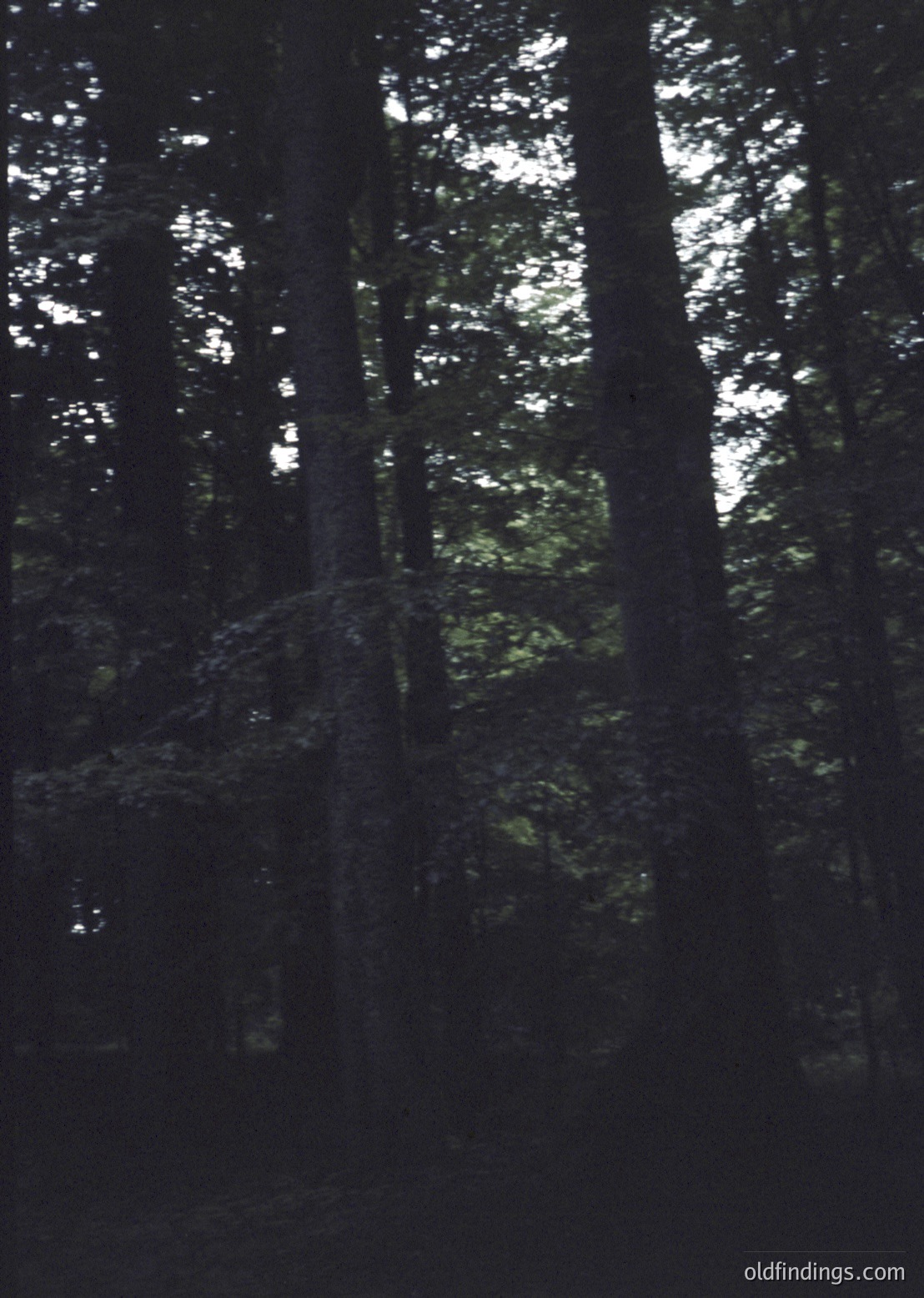 Dense forest canopy with vertical tree trunks bathed in dappled sunlight, creating striking light shafts. *(Note: Without identifiable landmarks or distinct seasonal cues, specific location/time cannot be determined. Tags focus on universal forest characteristics.)*