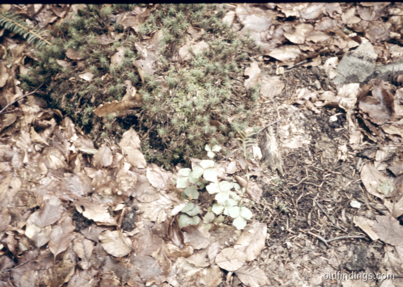 Close-up of a forest floor with sparse vegetation: low-lying shrubs, dried leaves, and scattered pine needles. The lighting suggests natural daylight, possibly autumn.