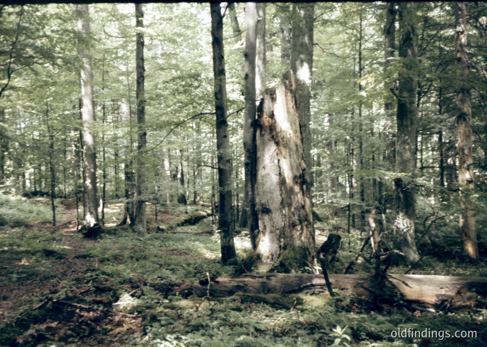 Dense forest scene with fallen tree trunk and scattered logs, likely post-logging. Tall, mature trees with mixed foliage create a canopy. Sepia-toned, suggesting vintage or black-and-white photography.