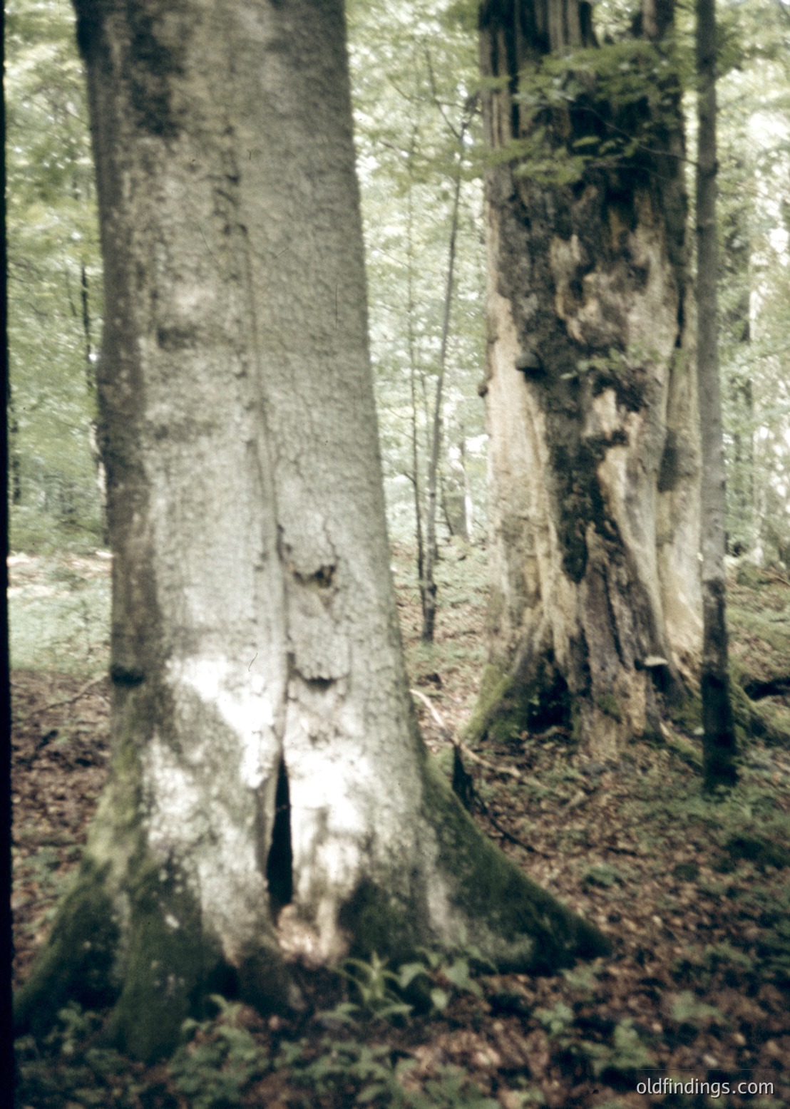 Mature birch trees with white bark and dark moss-covered bases in a dense forest setting. The forest floor is carpeted with fallen leaves and twigs, creating a natural texture contrast.