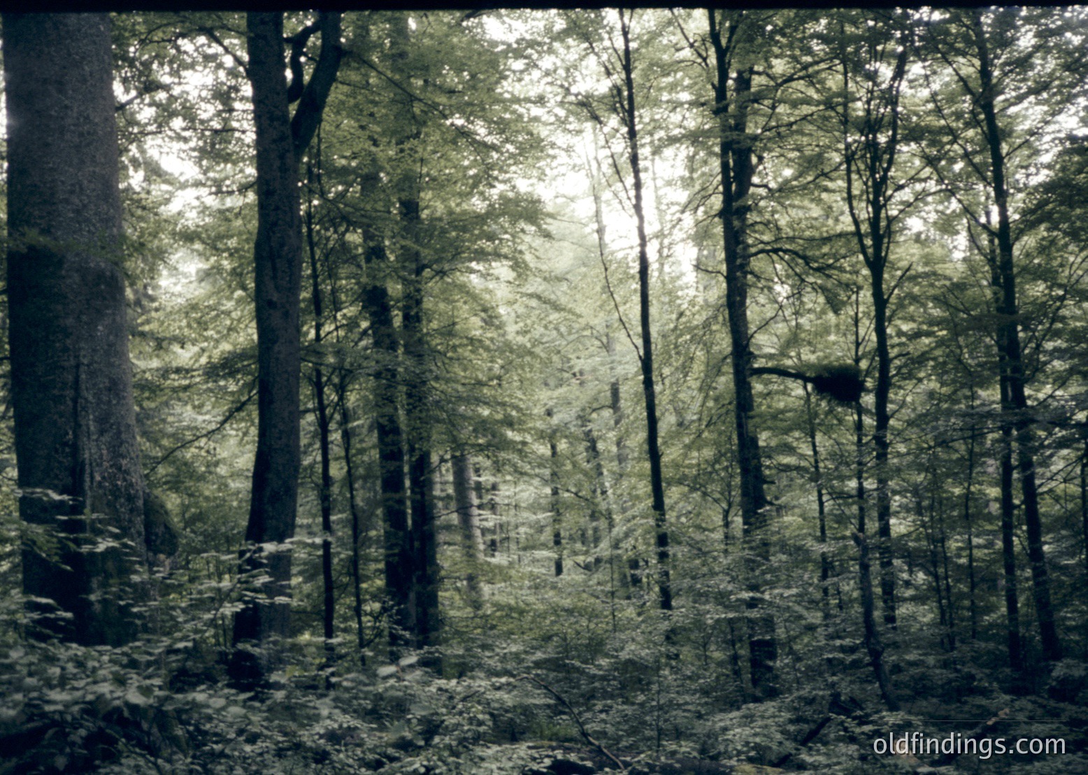 Dense forest canopy with tall, slender trees and dappled sunlight filtering through foliage. Sepia-toned vintage aesthetic suggests mid-20th century photography. Ideal for nature, travel, or historical stock imagery.