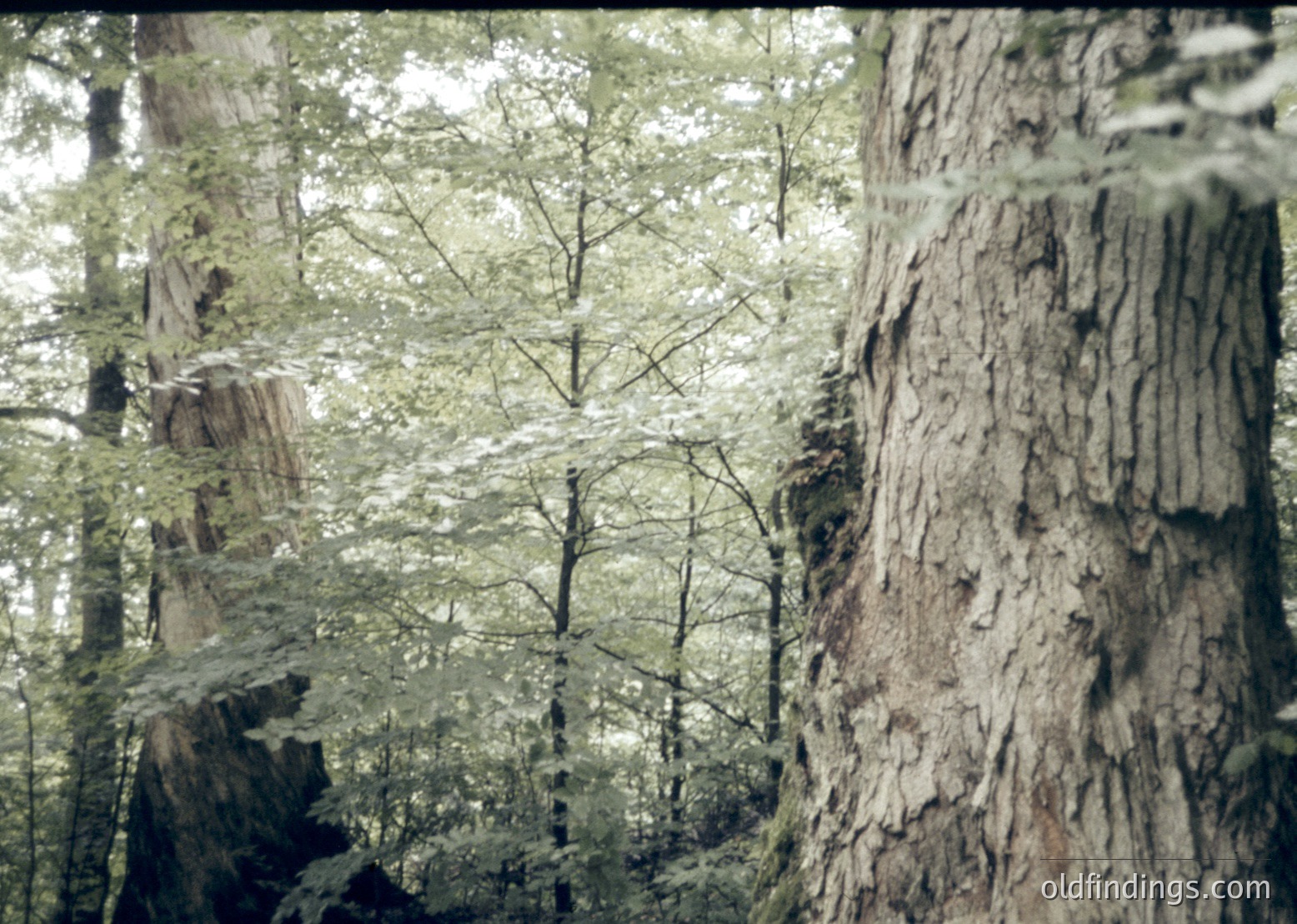 Vintage sepia-toned forest scene with dense coniferous trees and fallen logs, evoking early 20th-century nature photography. The thick bark and overgrown foliage suggest a mature, undisturbed woodland. Ideal for historical research or nature-themed design.