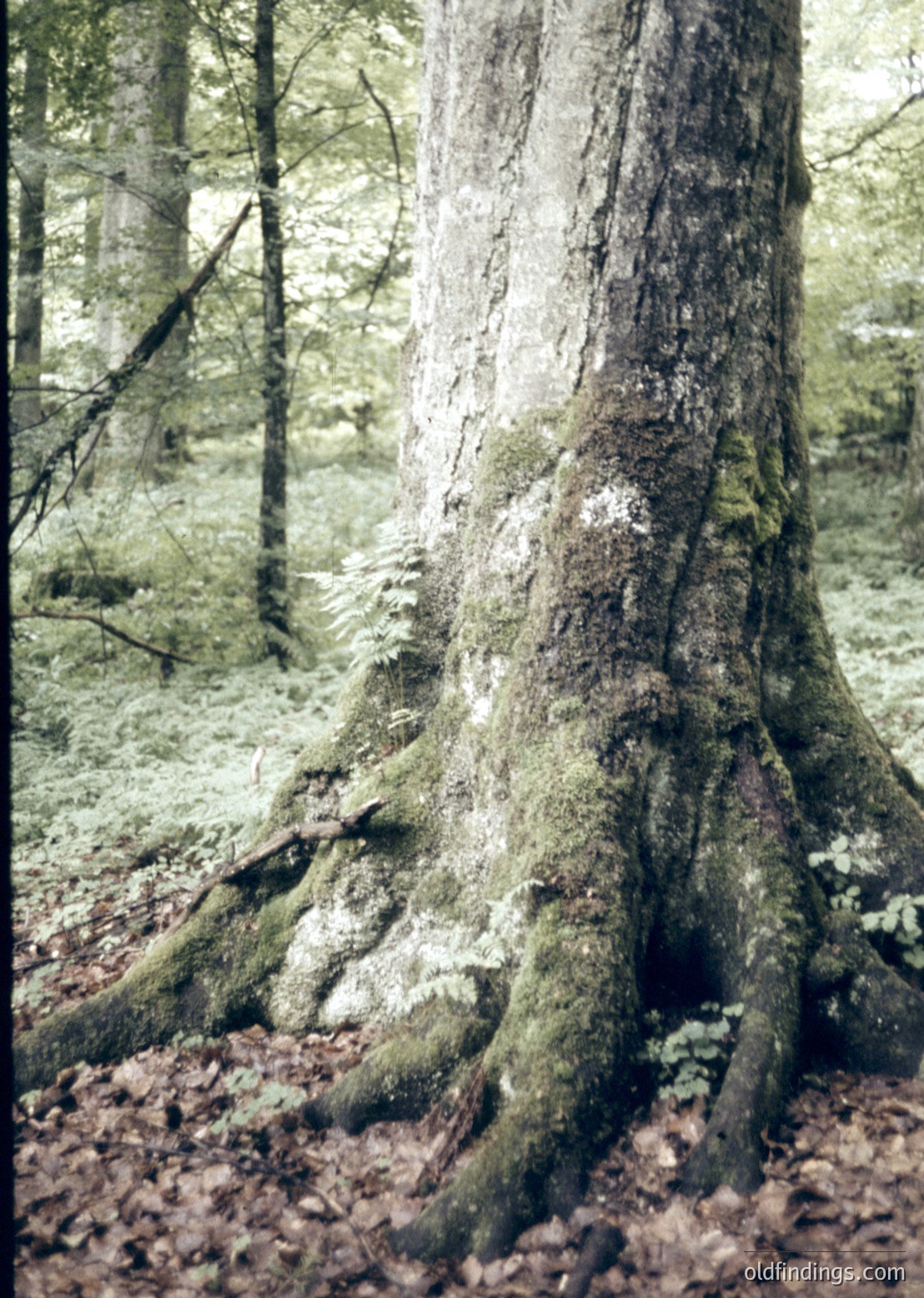 Moss-covered ancient tree trunk with sprawling roots in a dense forest, surrounded by fallen leaves and dappled sunlight. The gnarled texture and lichen growth suggest a mature, possibly centuries-old specimen. Ideal for nature, sustainability, or forestry research references.