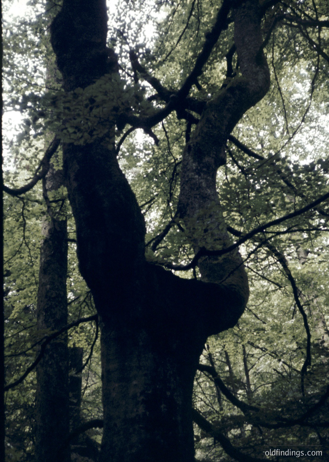 Silhouette of a lone figure climbing a moss-covered tree trunk in dense forest. Dramatic low-angle composition highlights the verticality and rugged texture of bark. Likely – outdoor photography style, emphasizing nature and human scale. Ideal for environmental or adventure themes.