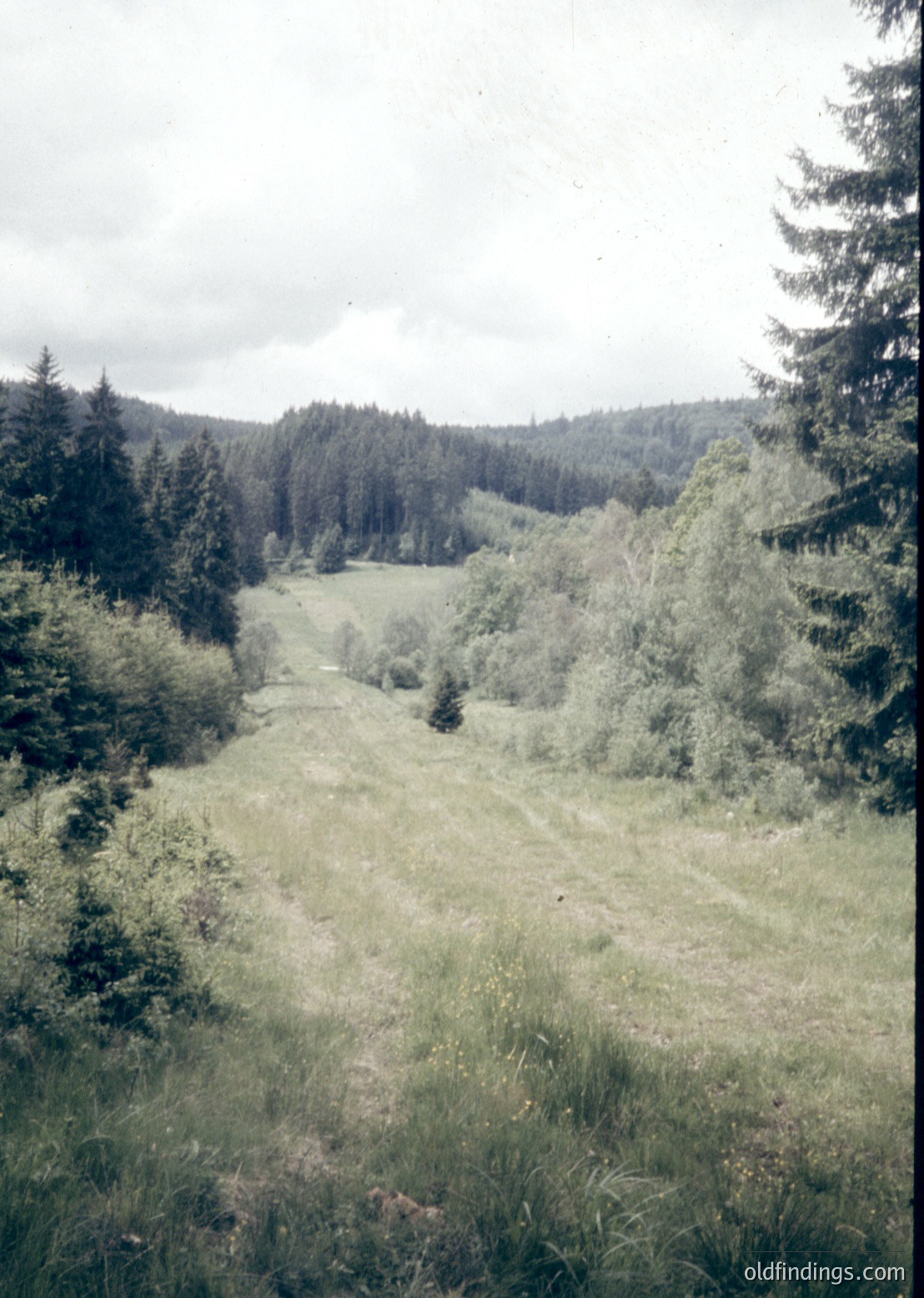 Vintage landscape shot of a winding dirt path through a lush, forested valley. Dense coniferous trees frame both sides, with open meadows and wildflowers in the foreground. Overcast skies enhance the serene, timeless atmosphere. Likely European countryside, mid-20th century.