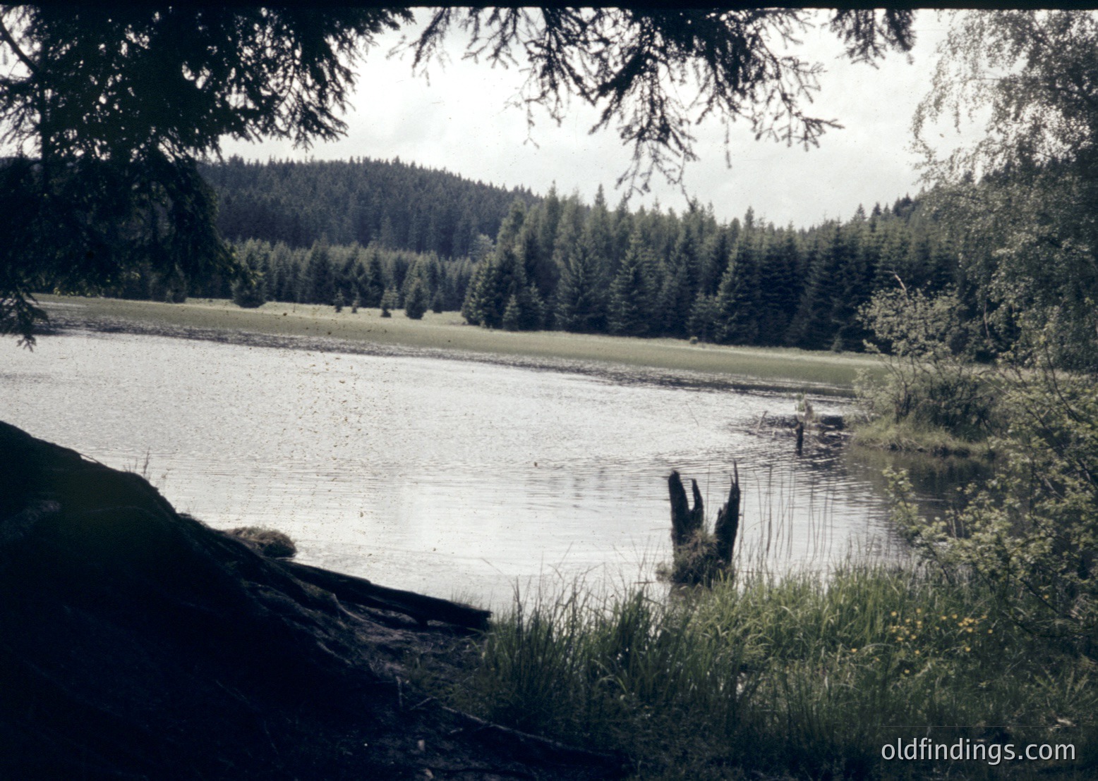 Vintage sepia-toned lakeside scene with dense coniferous forest framing both sides. A fallen log extends into shallow water, leading to a small, partially submerged tree trunk. Overcast skies reflect on calm waters, surrounded by lush greenery and distant hills.