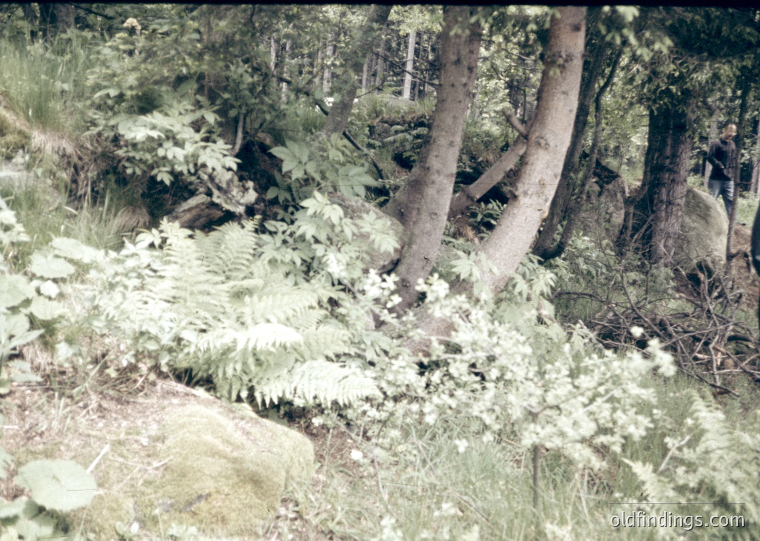 Vintage sepia-toned forest scene with dense ferns and mature trees. Likely mid-20th century due to coloration.